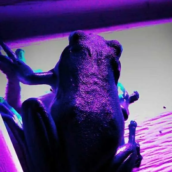 Banner image