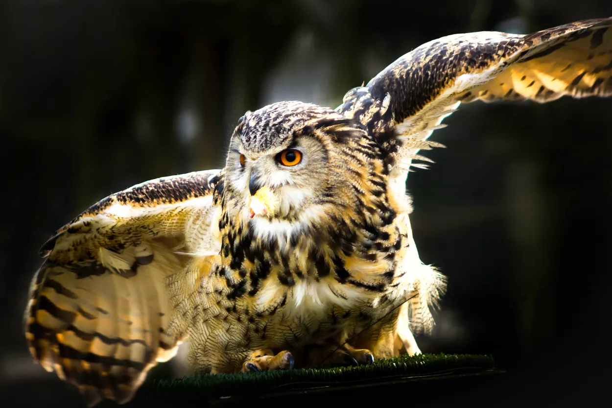 Entry 174590
