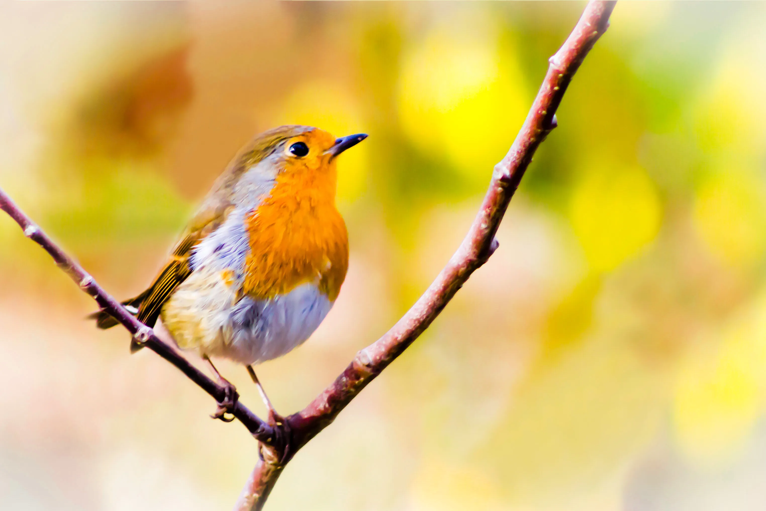 A Peaceful Robin