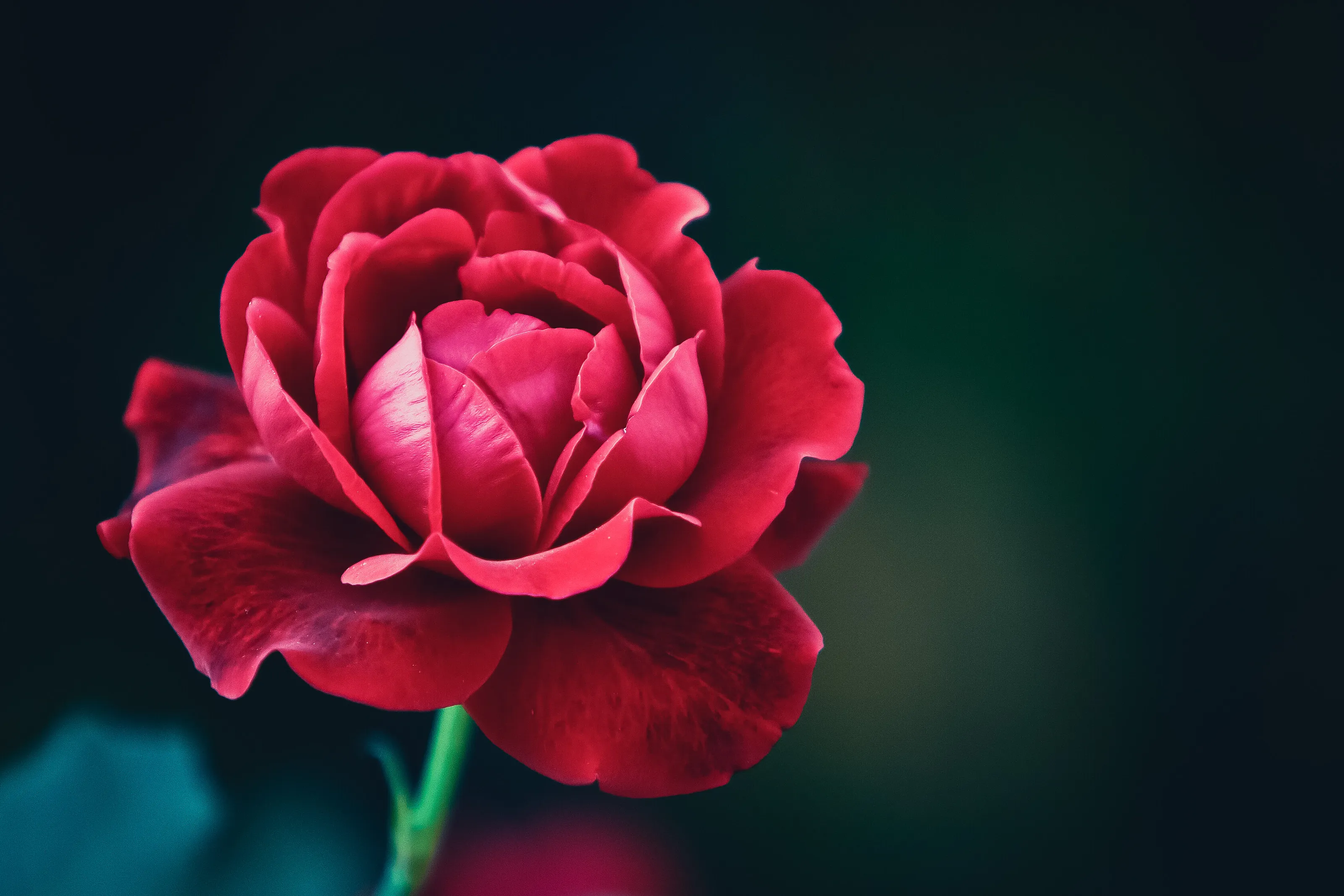 Kiss from a Rose