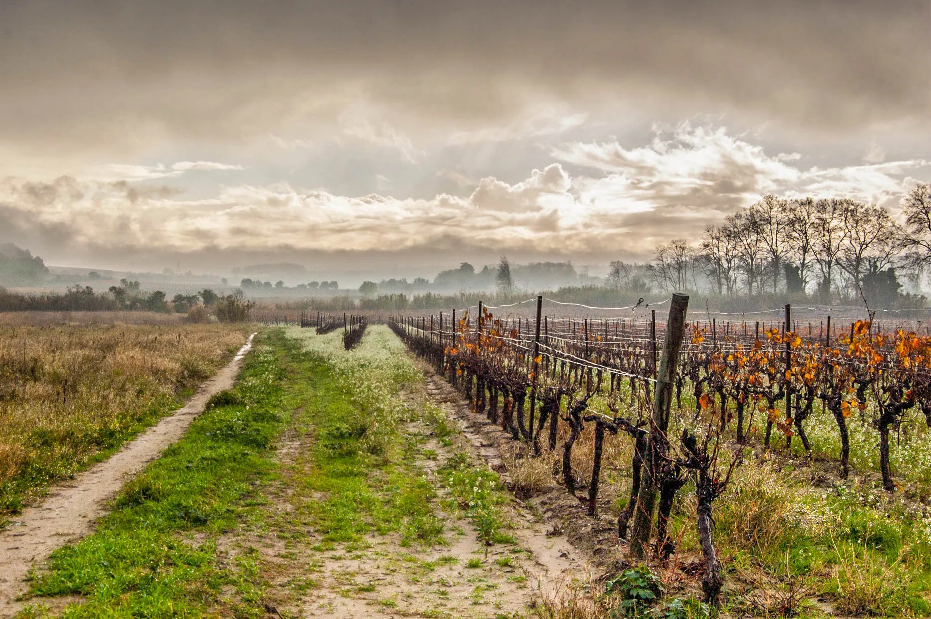 Dans les vignes