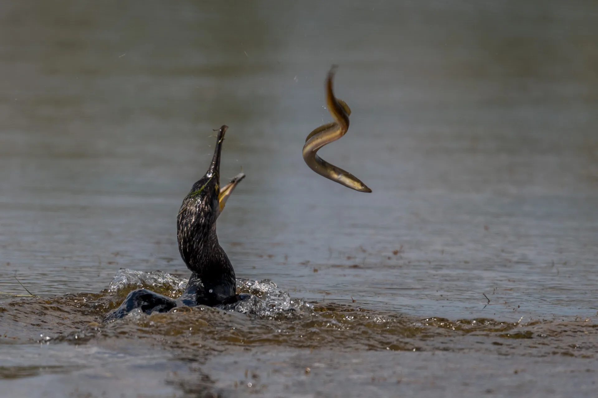 Le cormoran et l'anguille