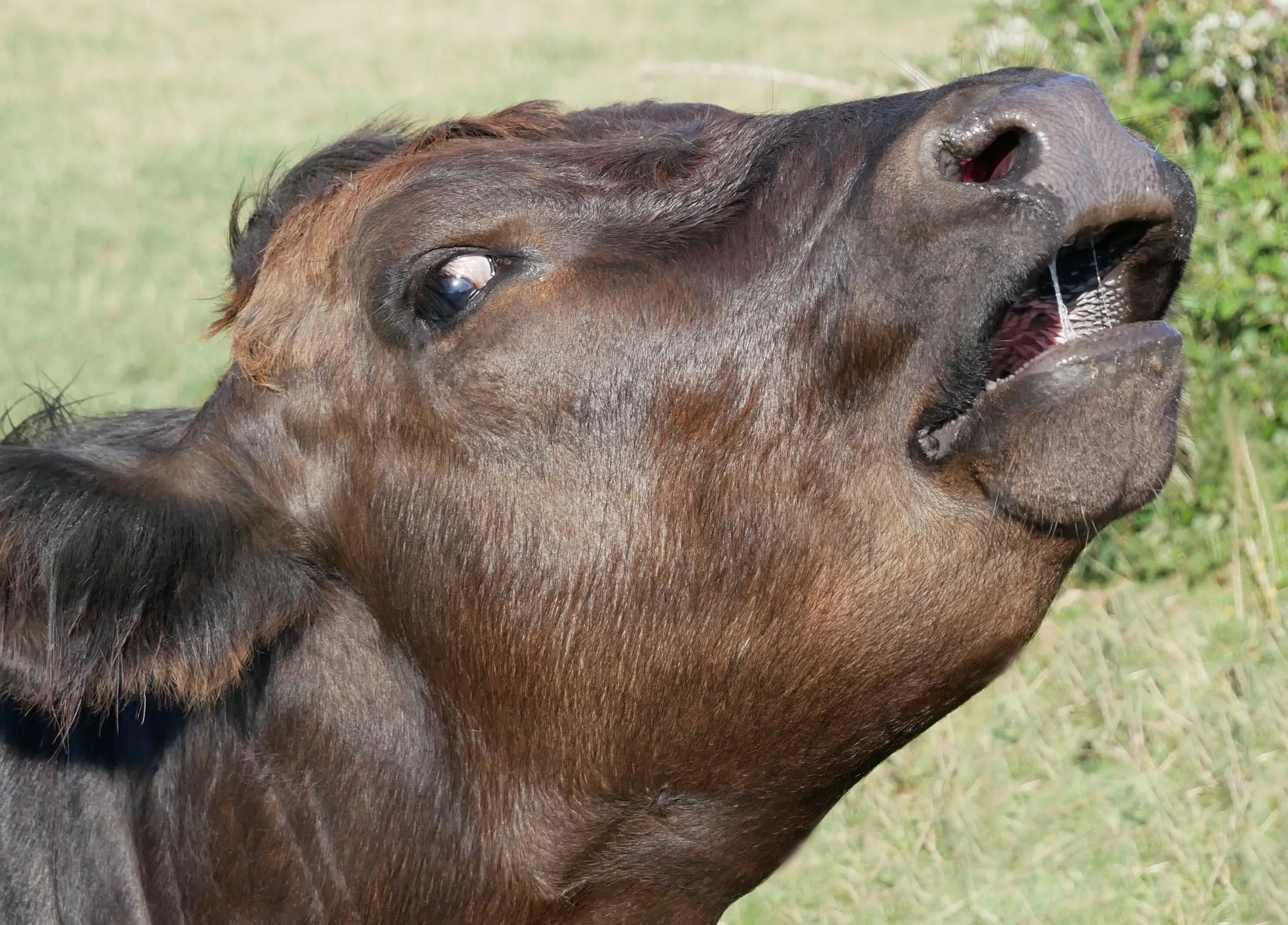 Moo