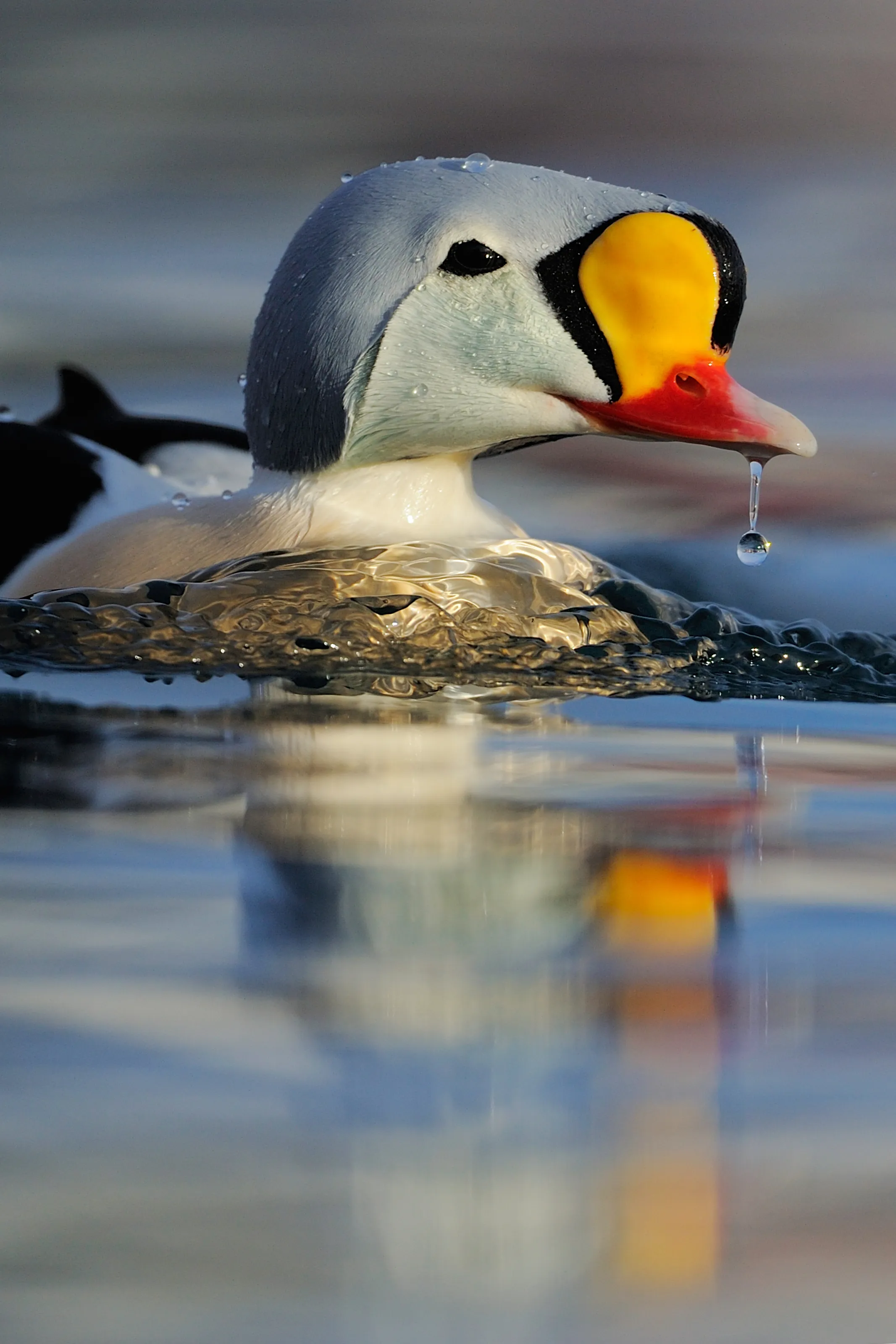 King eider