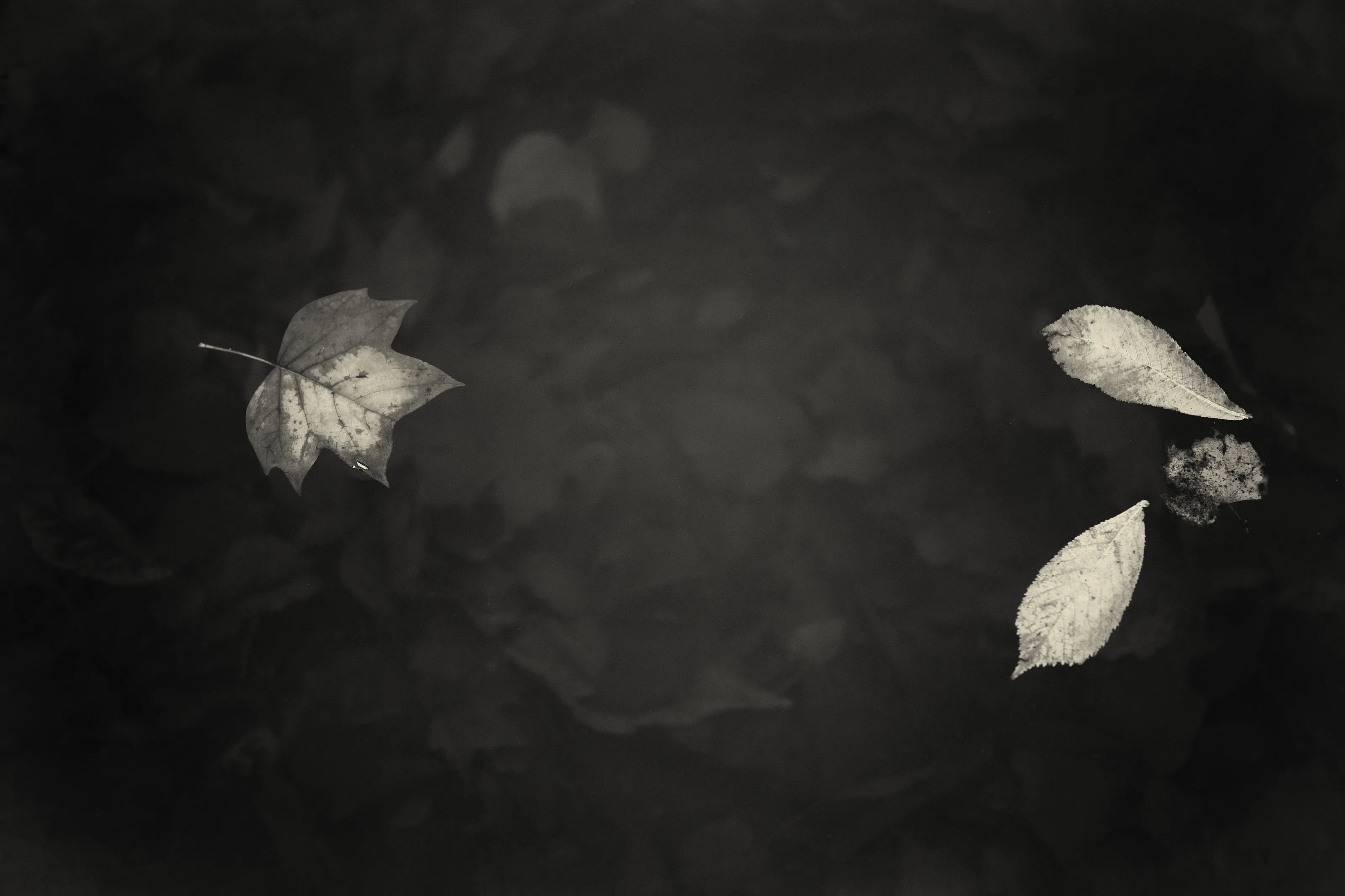 Autumn leaves