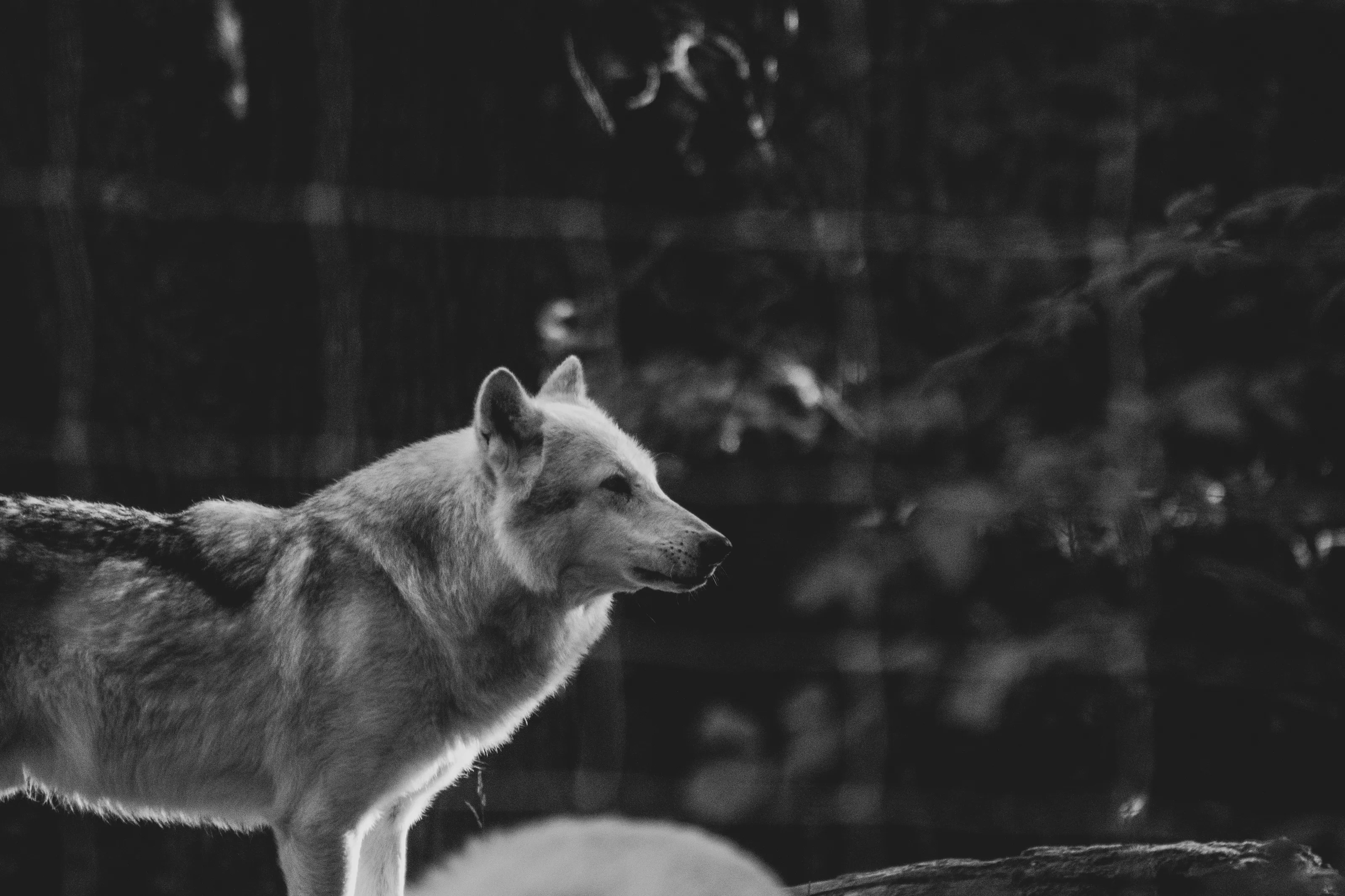 Black and white wolf