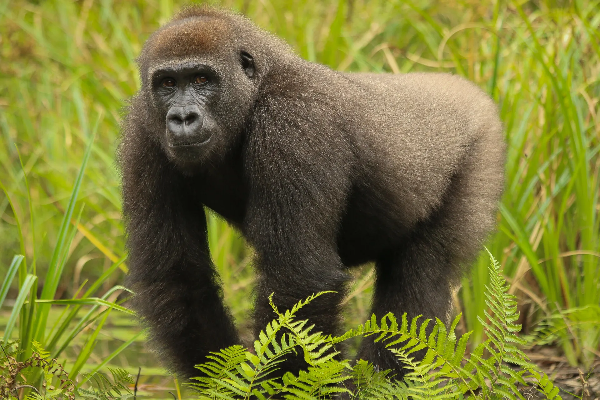 Lowland gorilla from Gabon