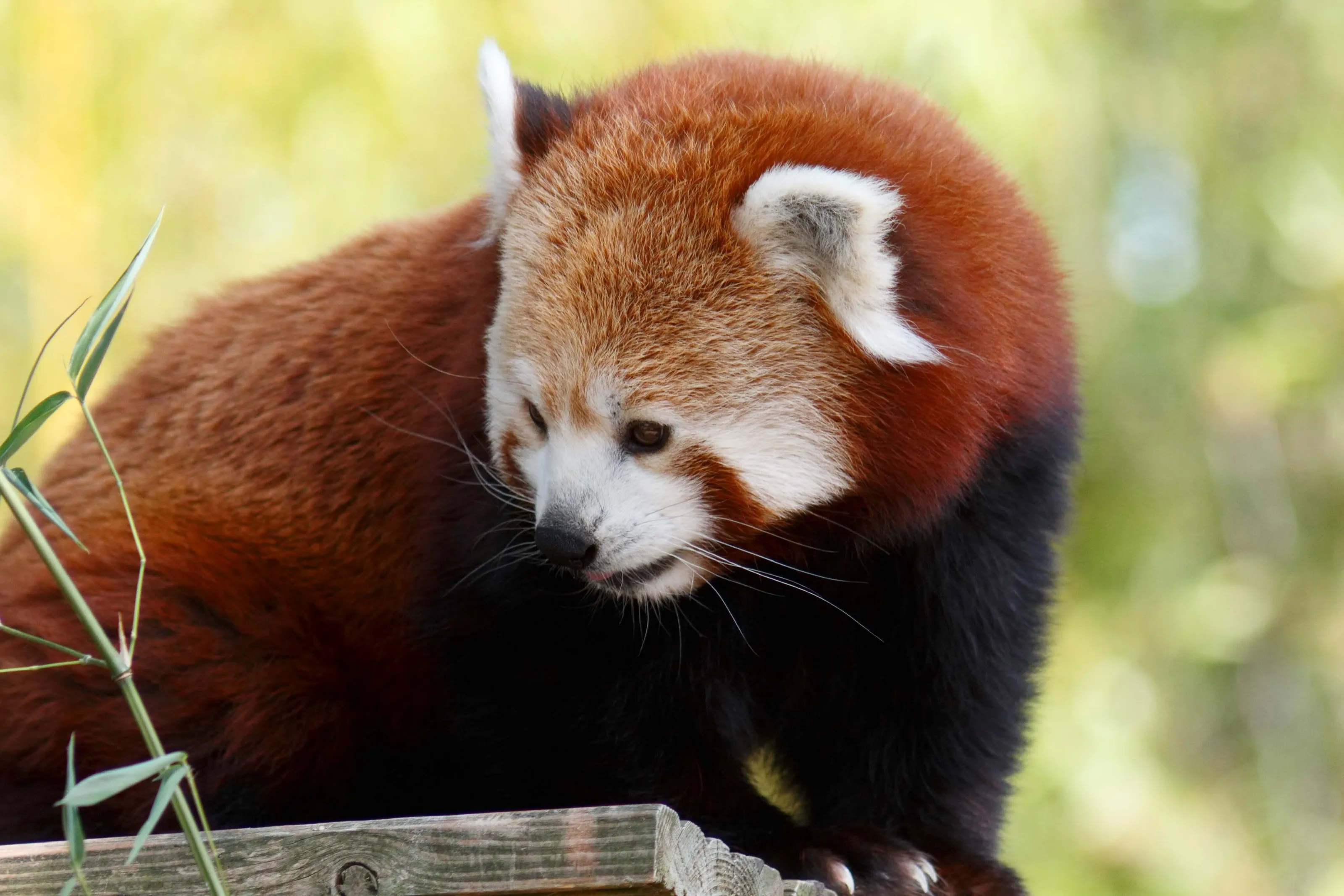Red panda