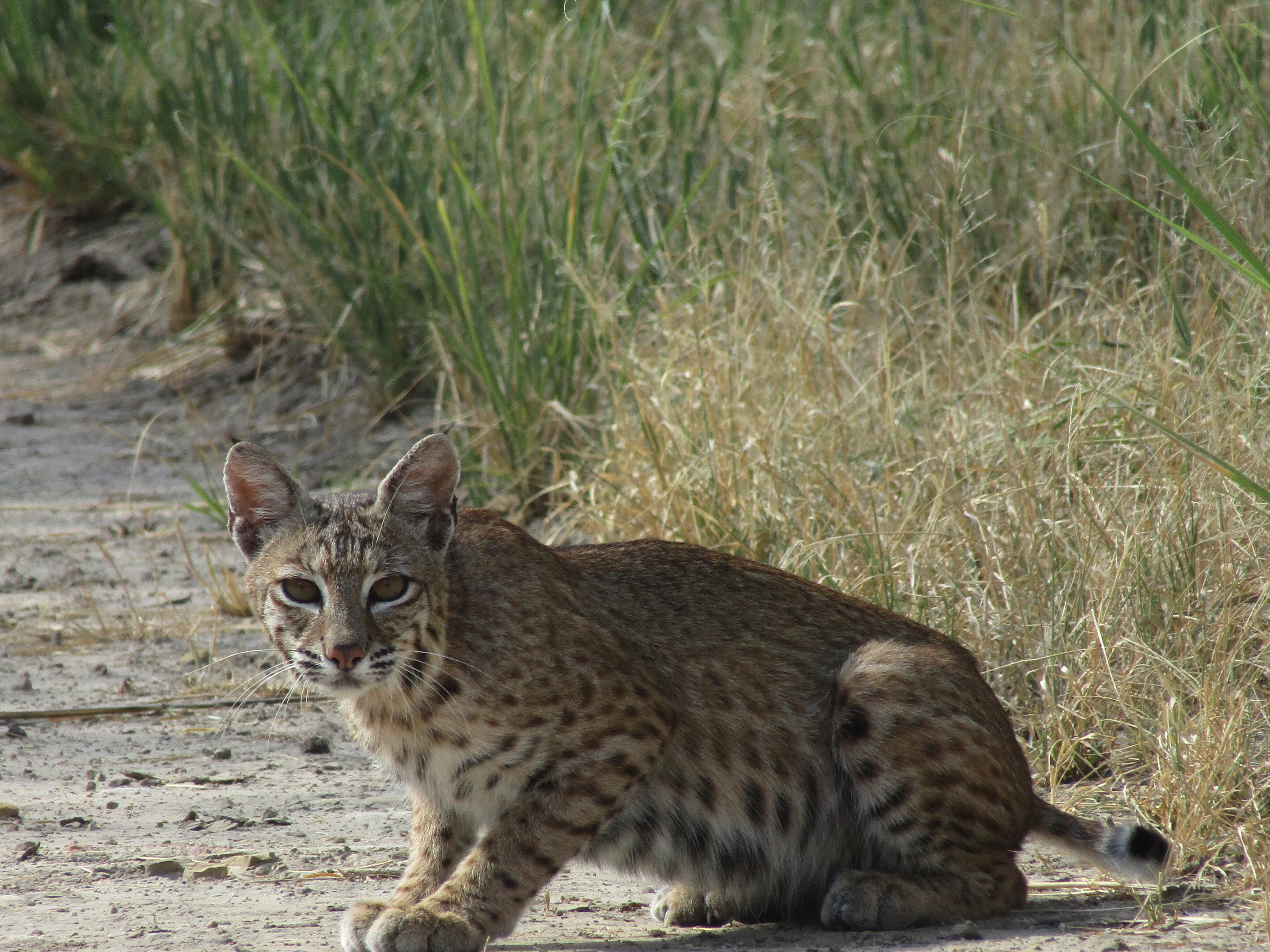 Bobcat on the Prowl