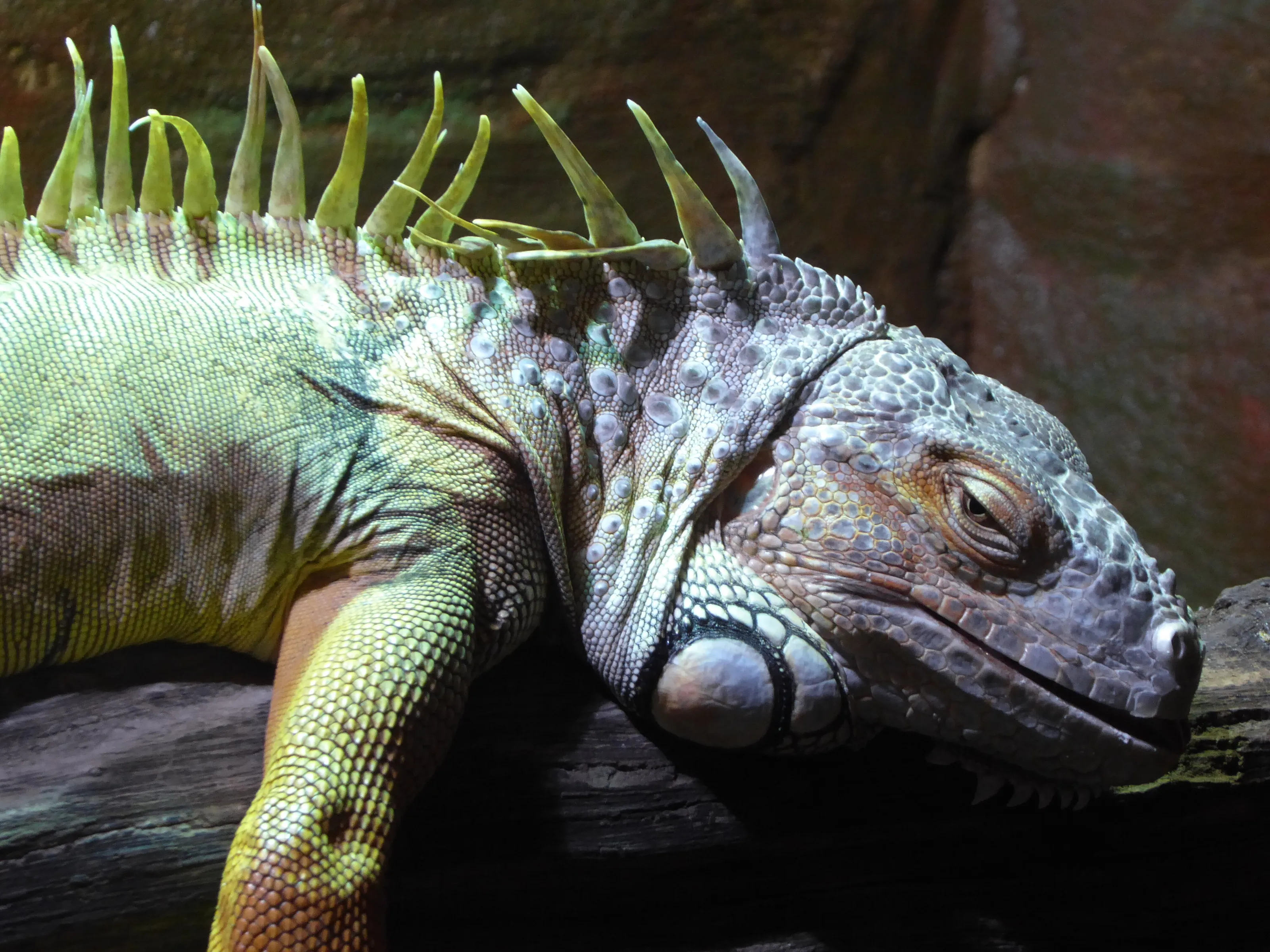 Lounging lizard