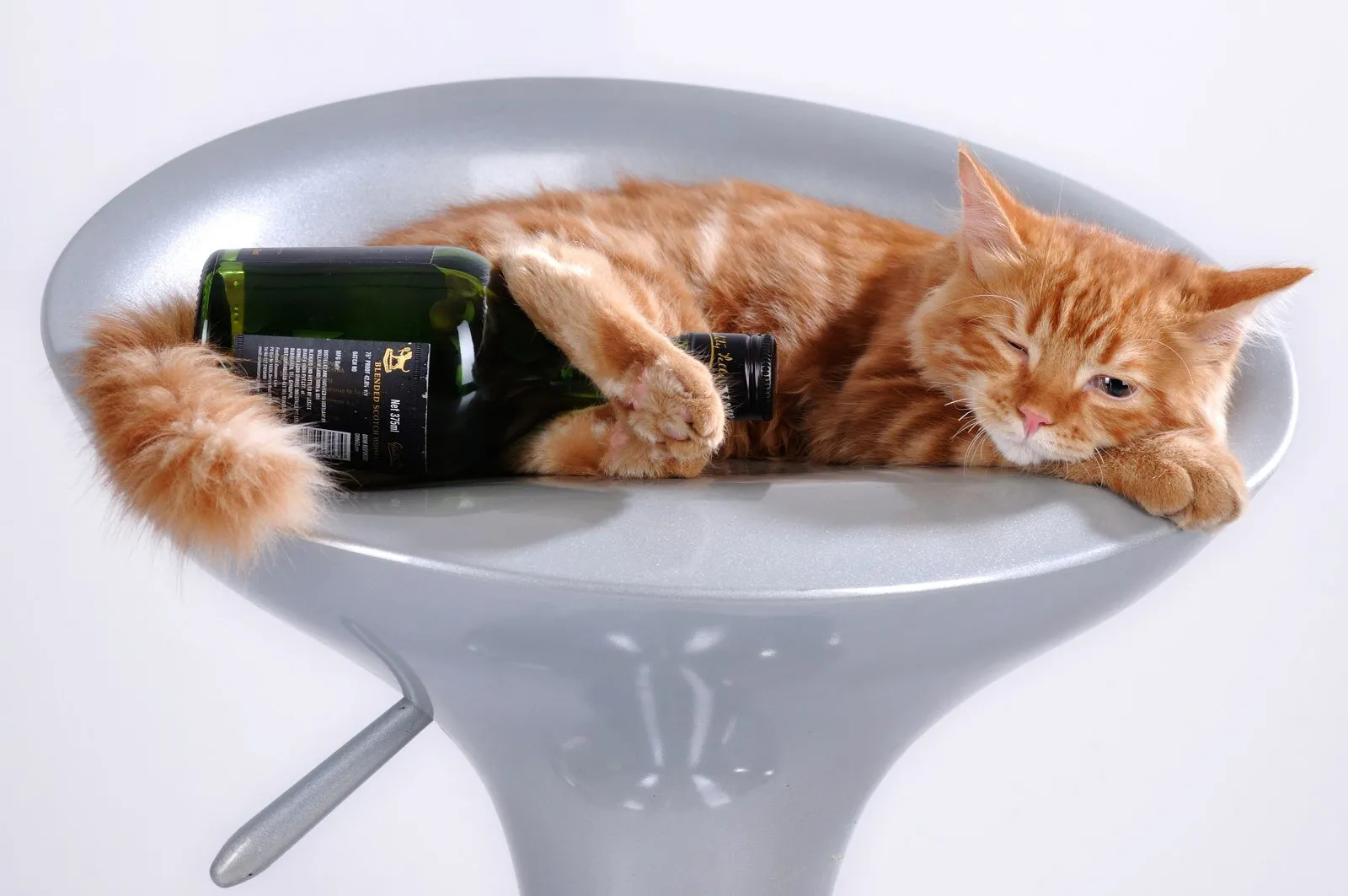 A Drunk Cat