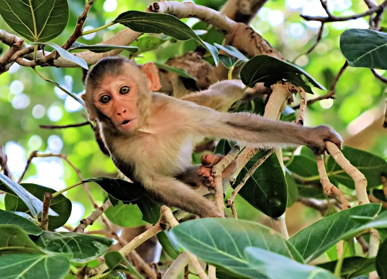 Baby monkey in northern India
