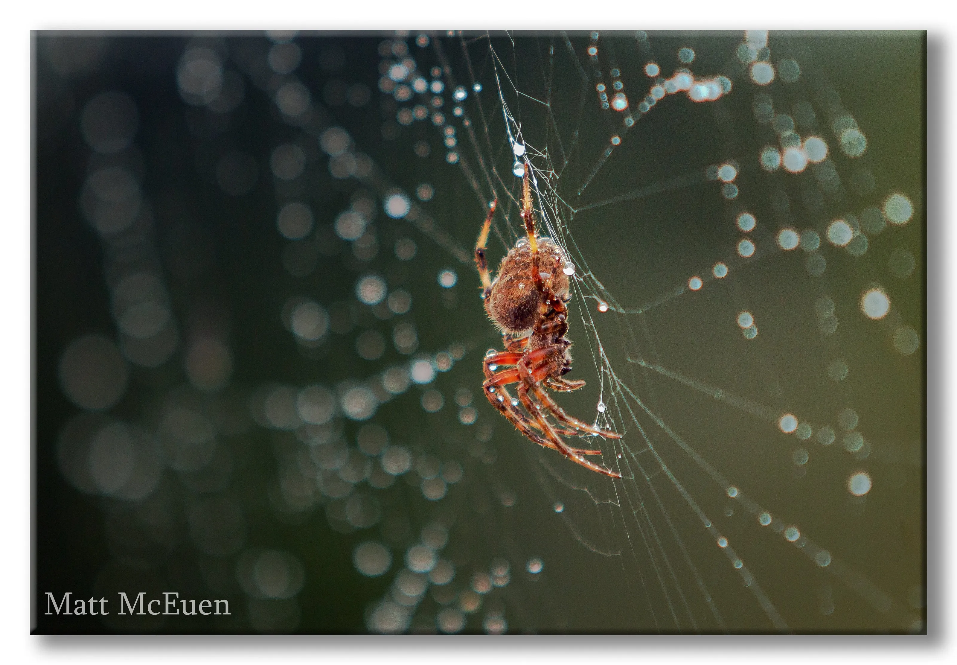 Orb weaver after the rain