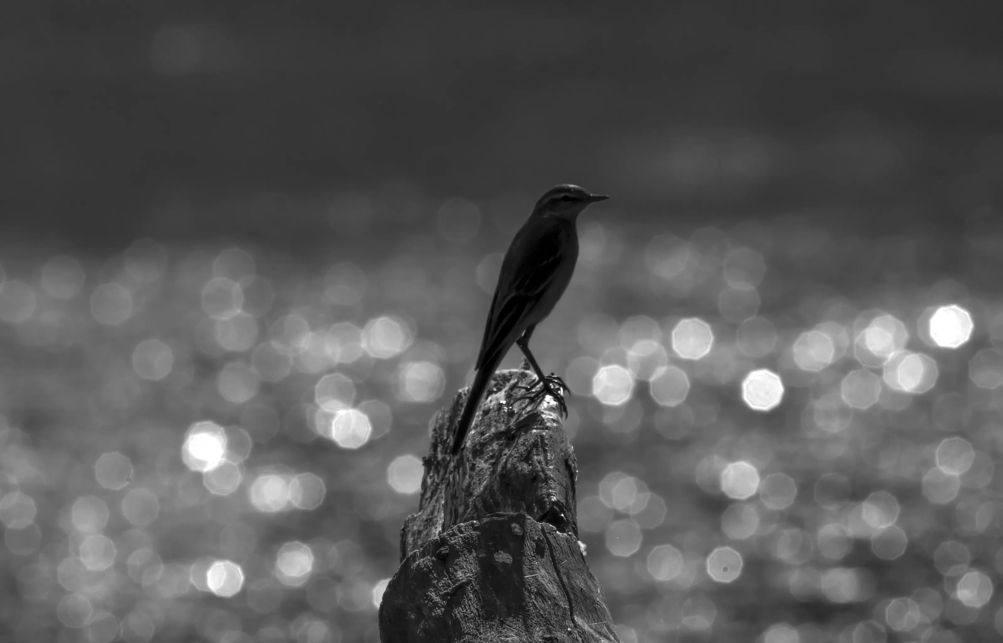 Yellow Wagtail in Back light
