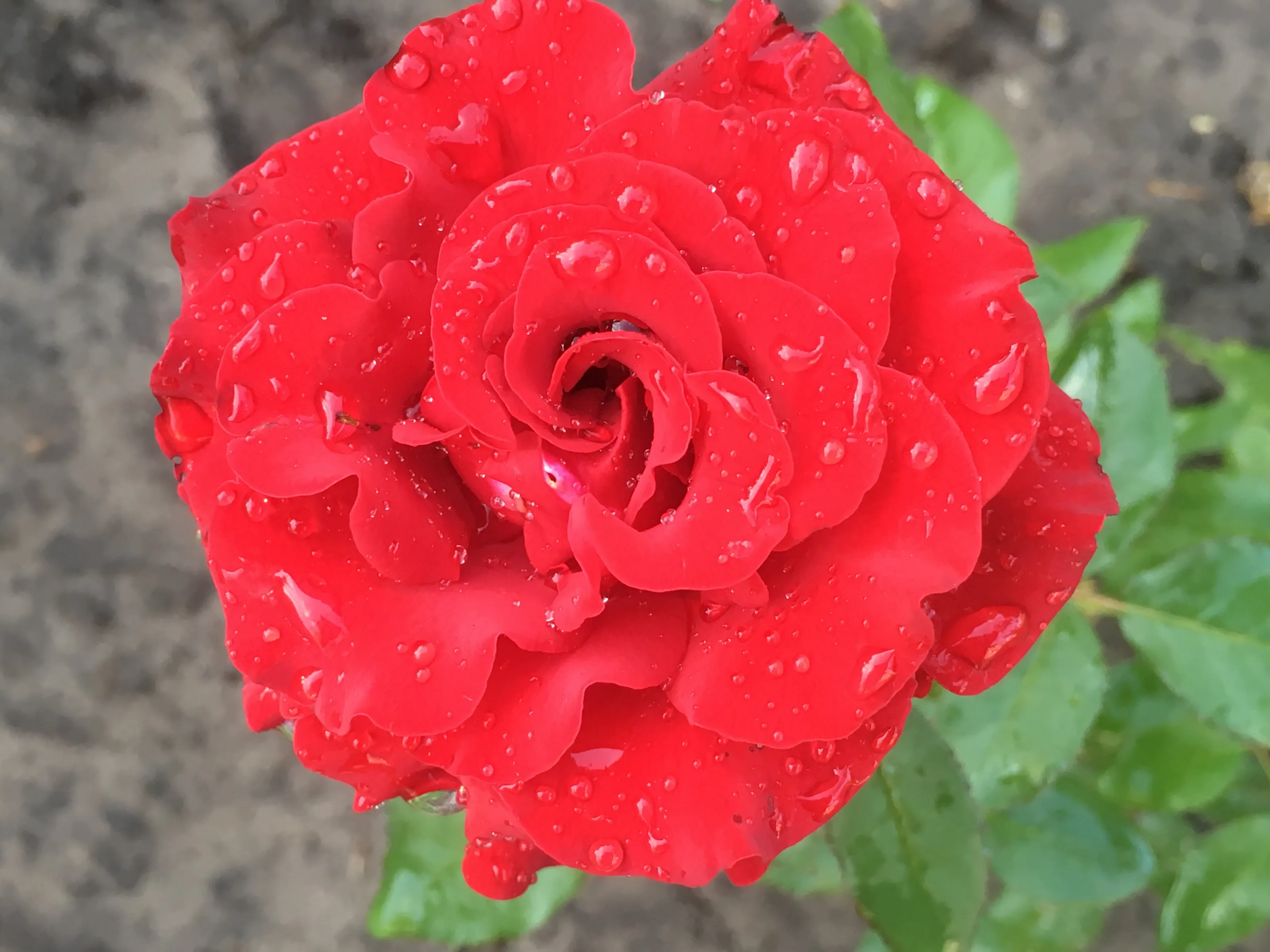 Red Rose