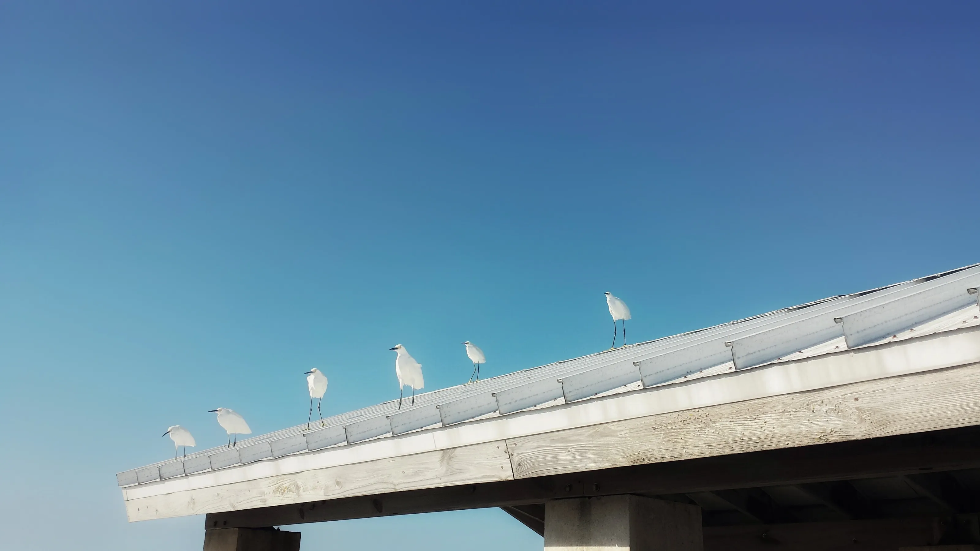 Egrets on the Roof