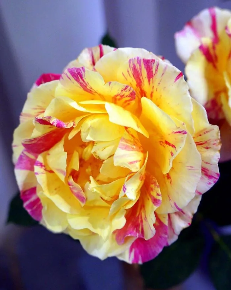 A Queensland Rose Society Rose Winner