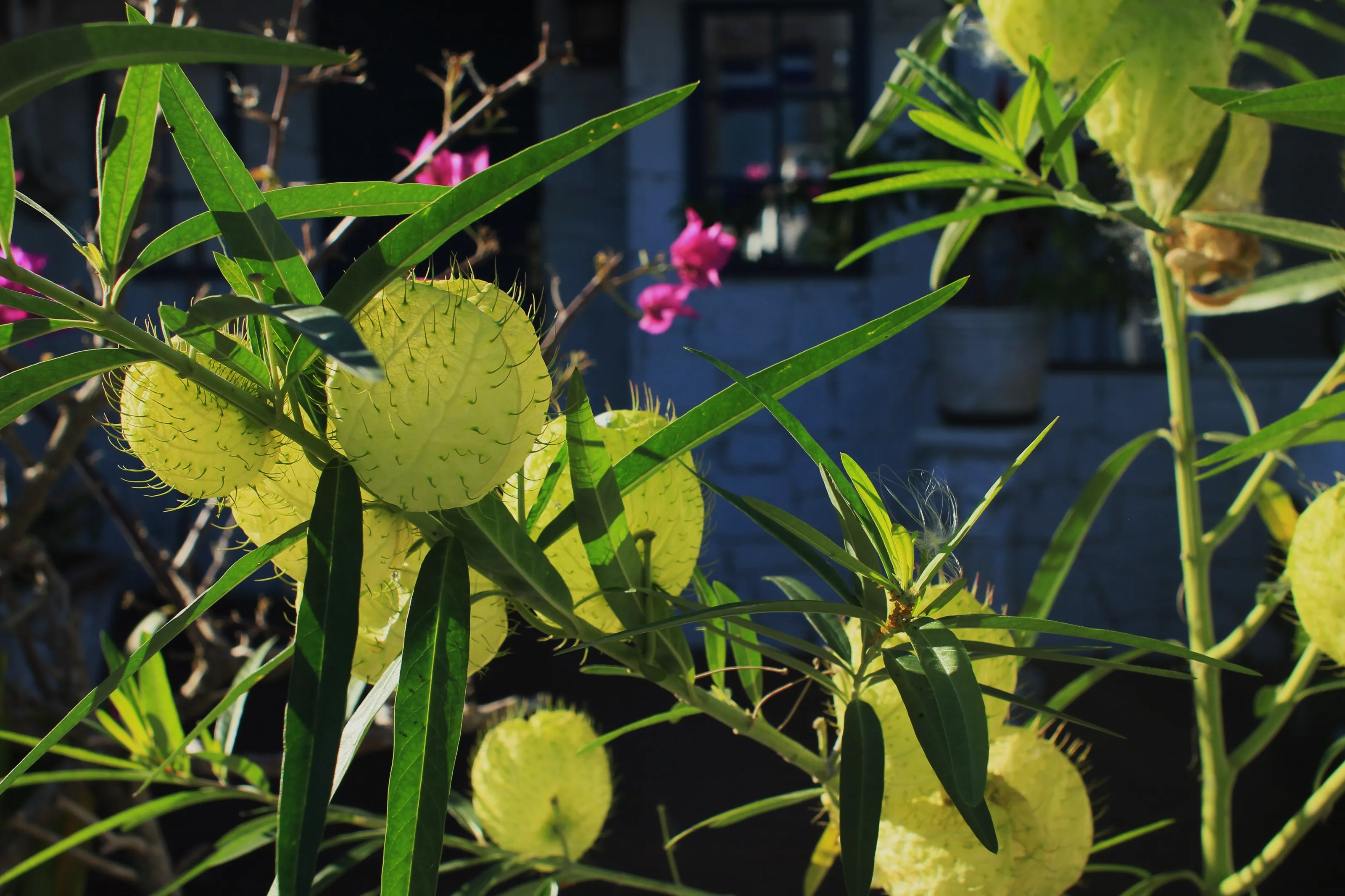 Cottonbush