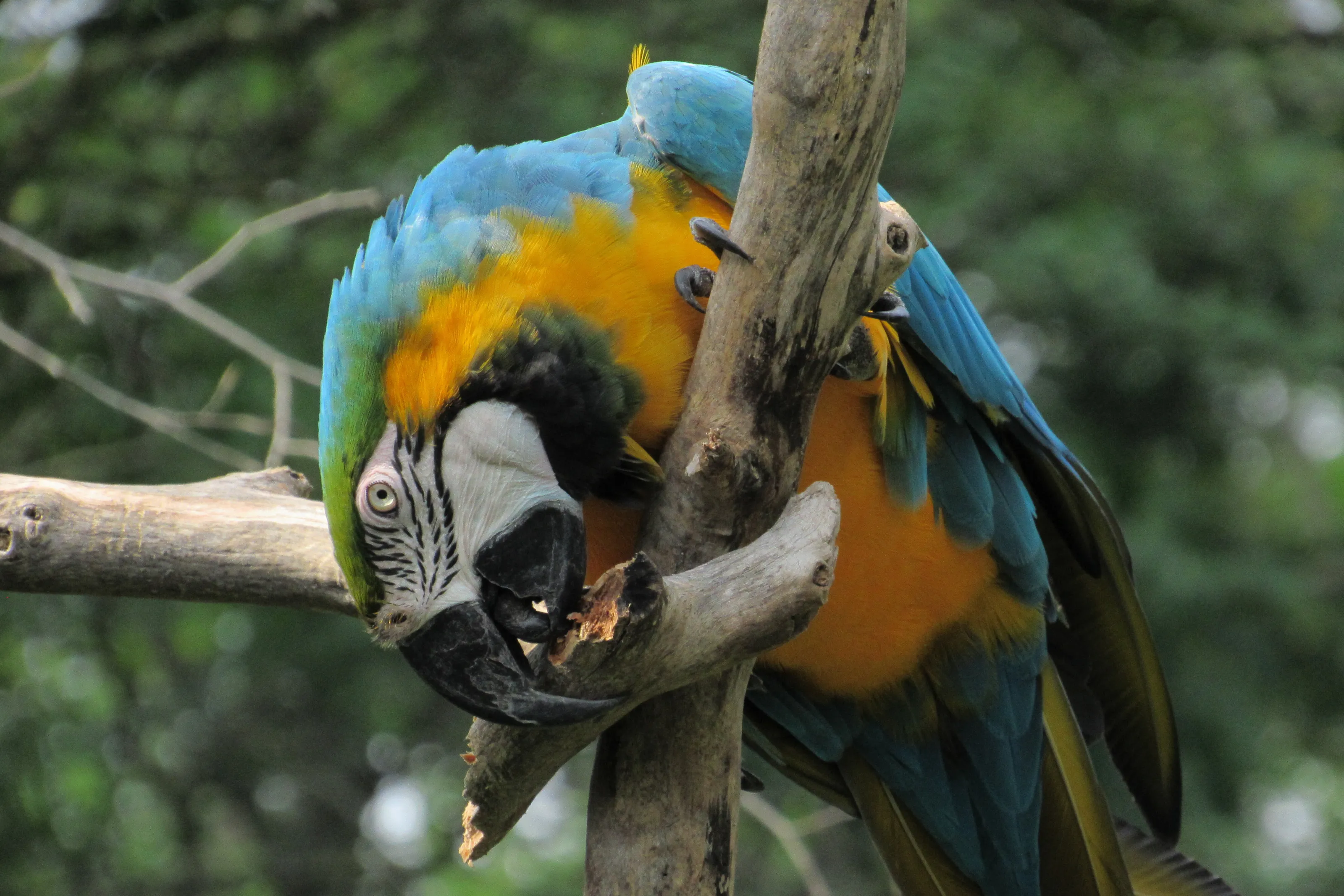 Parot watching