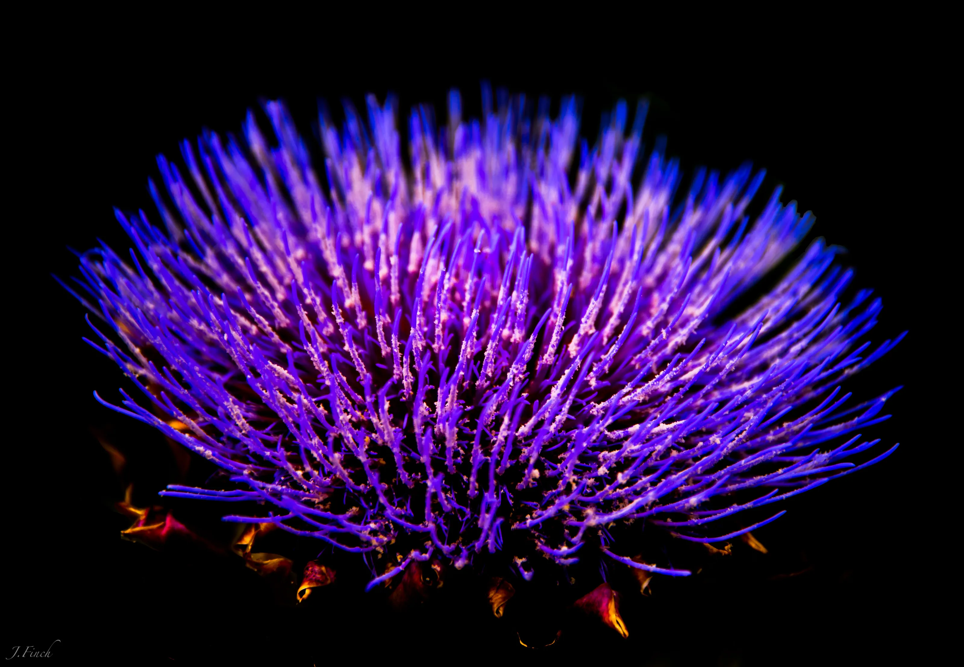 Fiery Artichoke