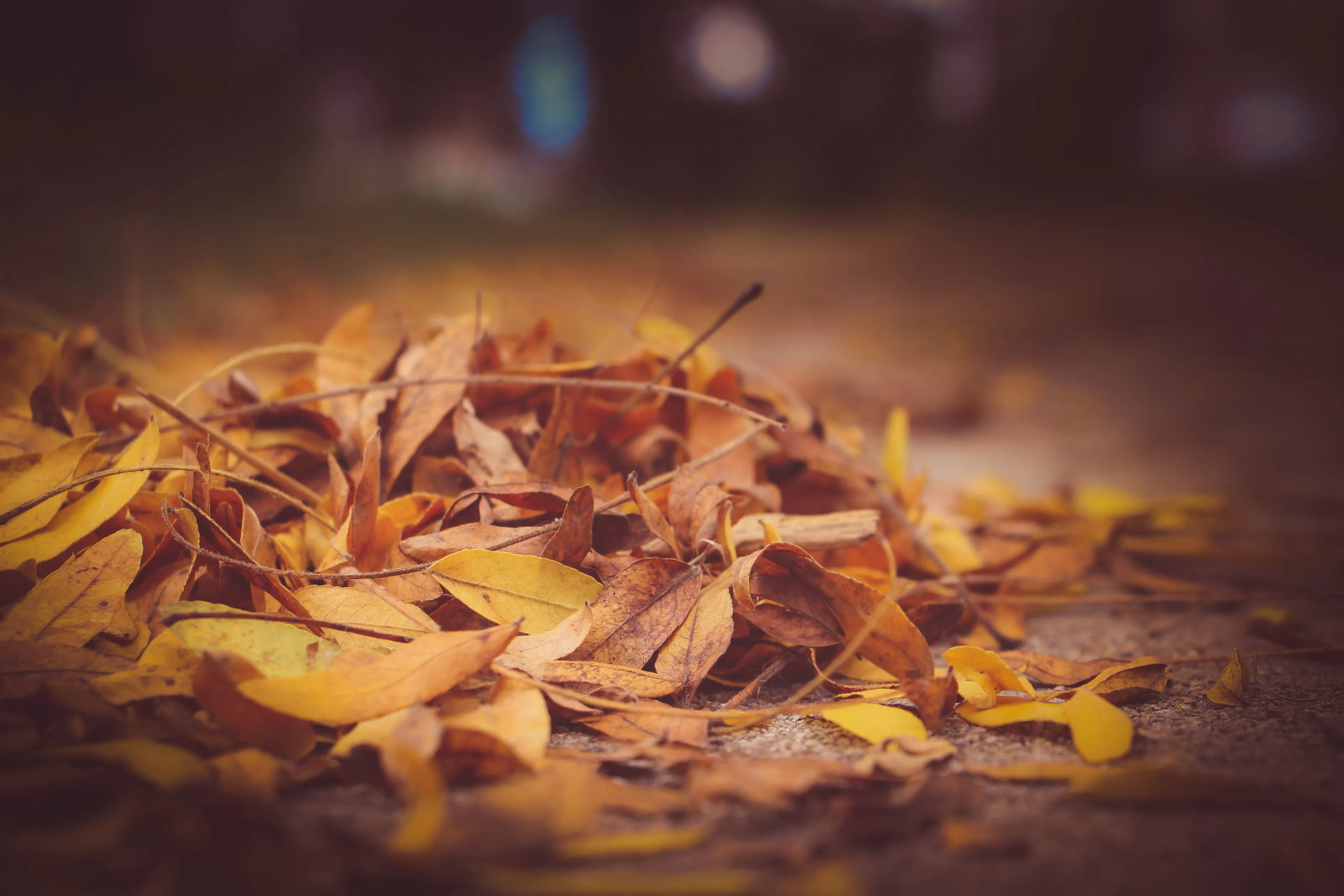 fall leaves