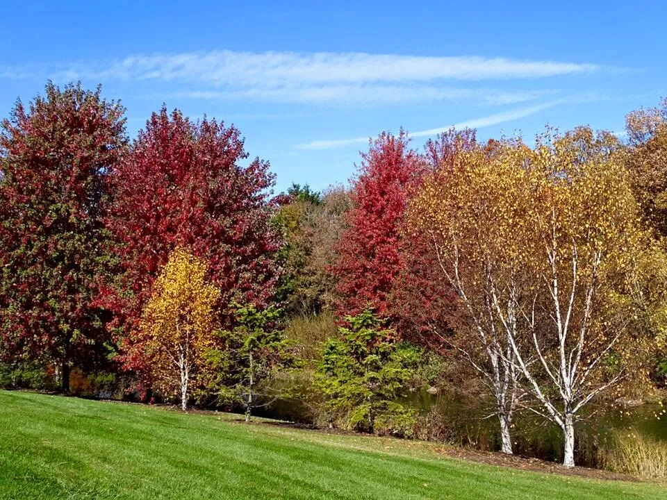 Fall Splendor