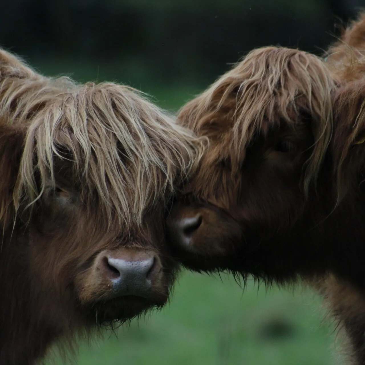 Highland cow cuddles