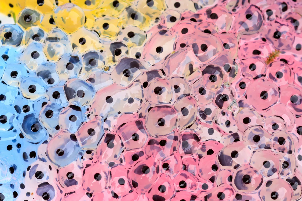 Frogspawn