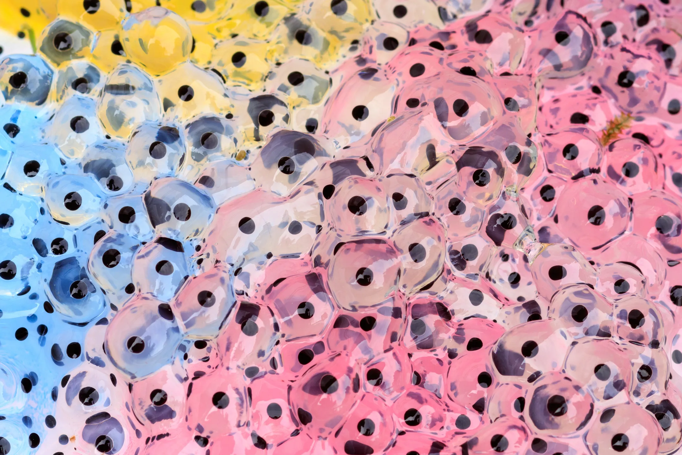 Frogspawn