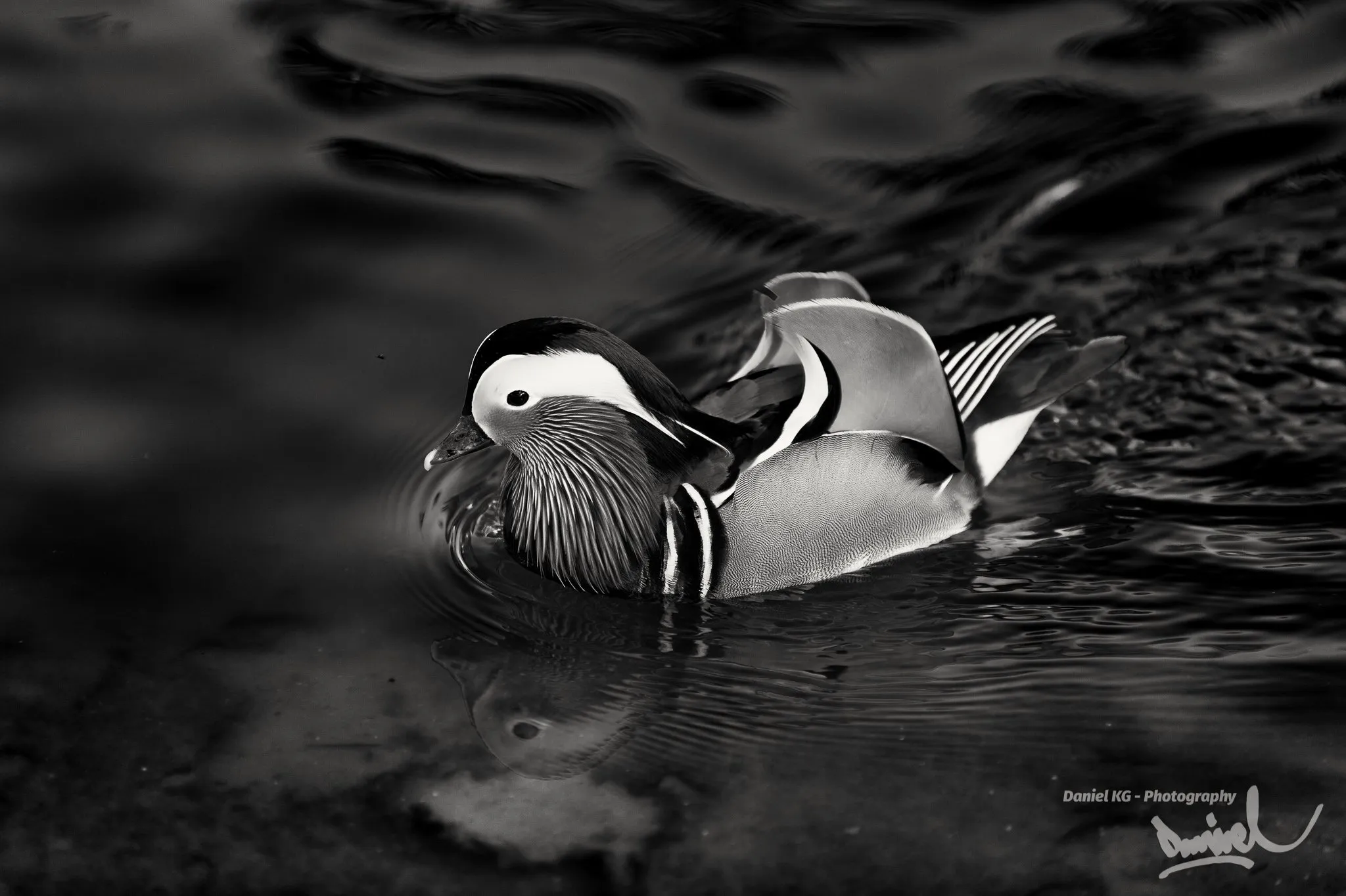 Mandarin duck in B&W