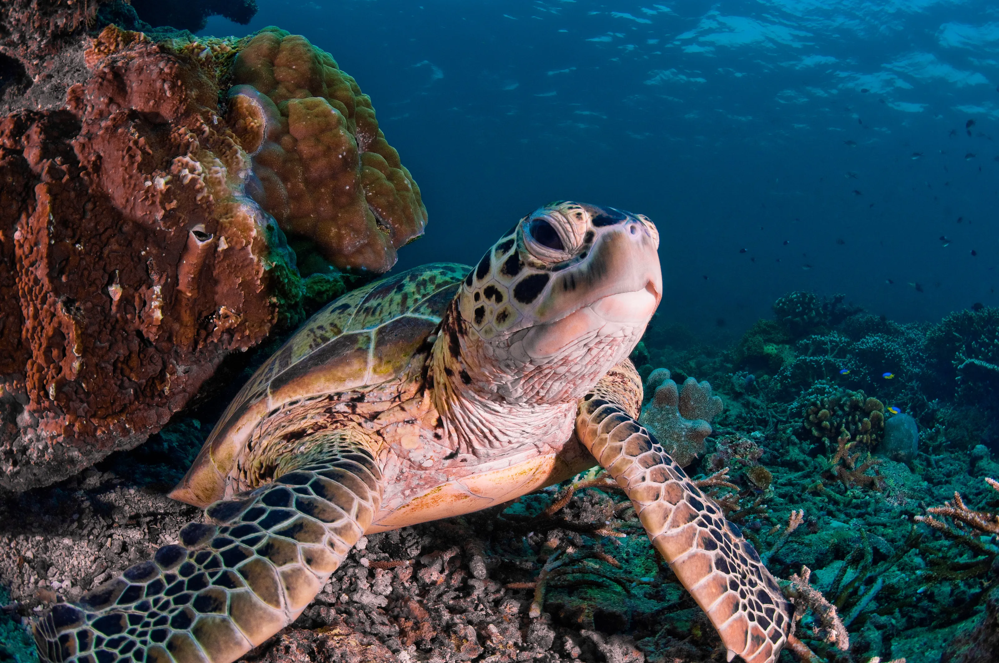 Green Turtle, Sipadan