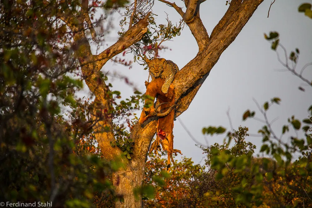 Leopard in a tree with a kill in Botswanan