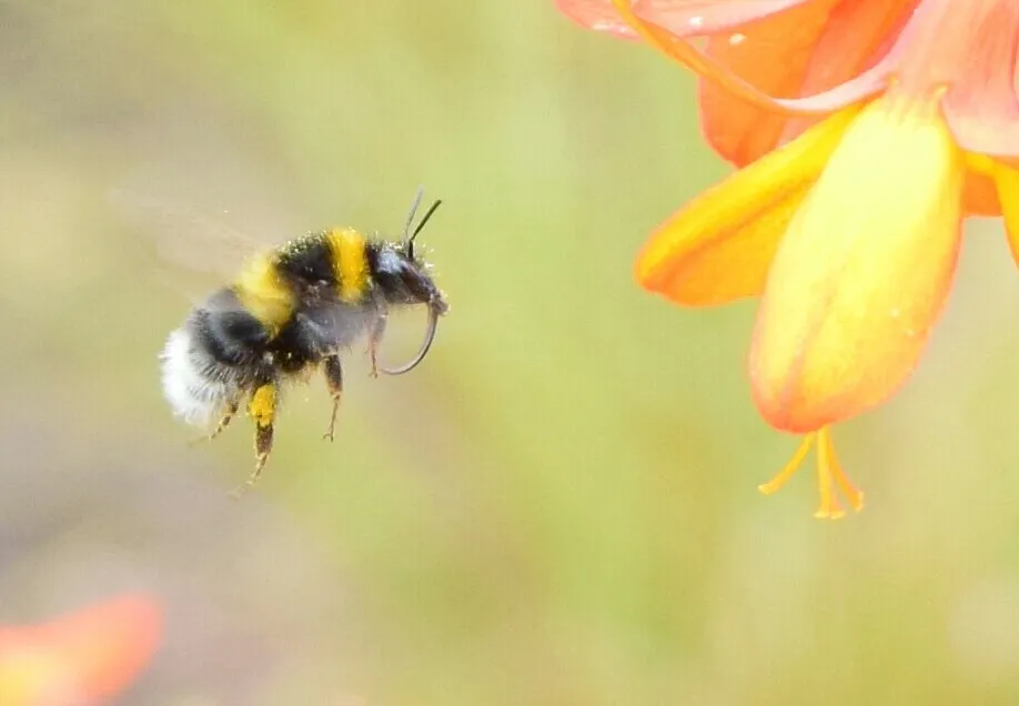 Buzy bee.