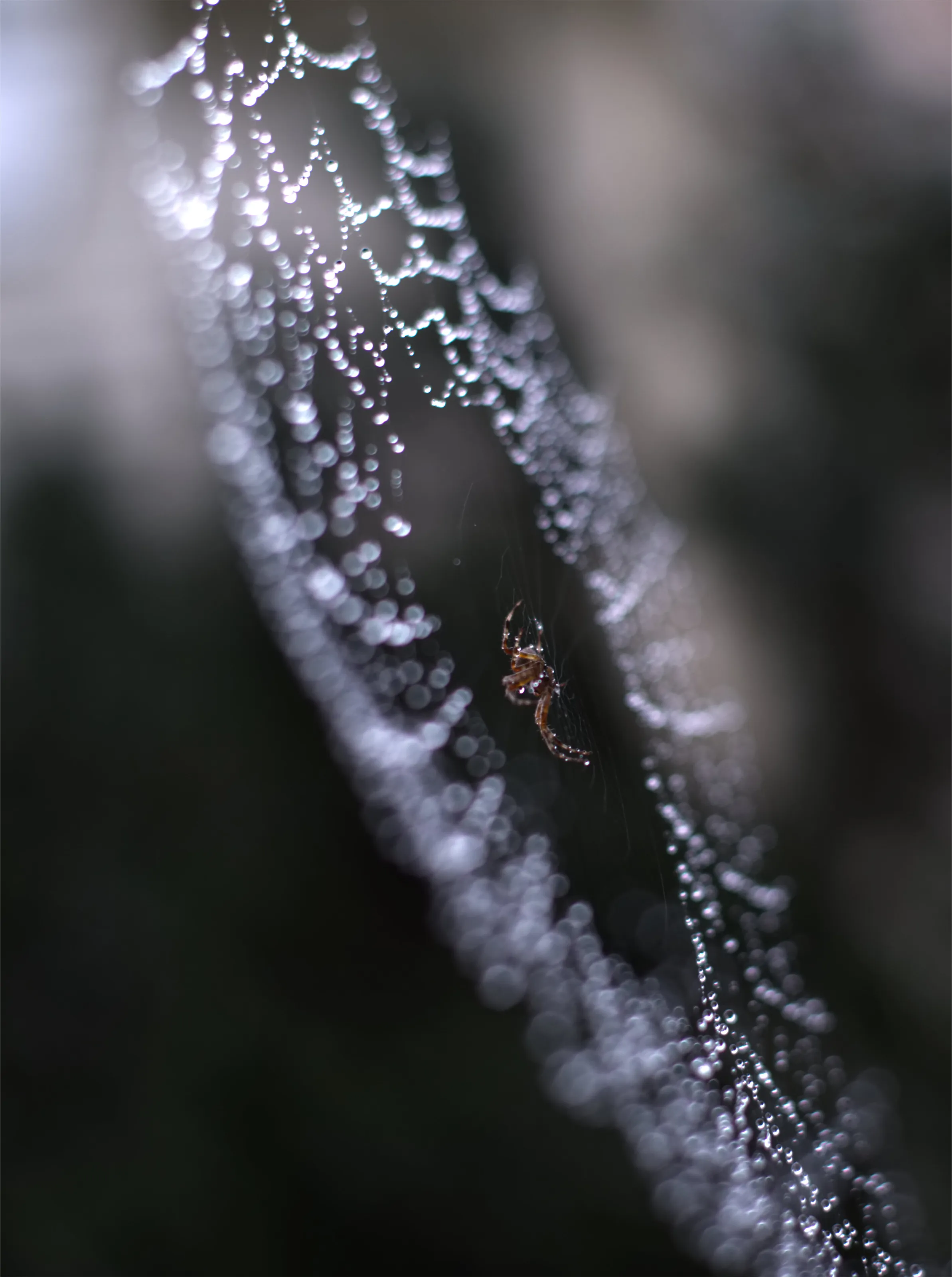 weighted web