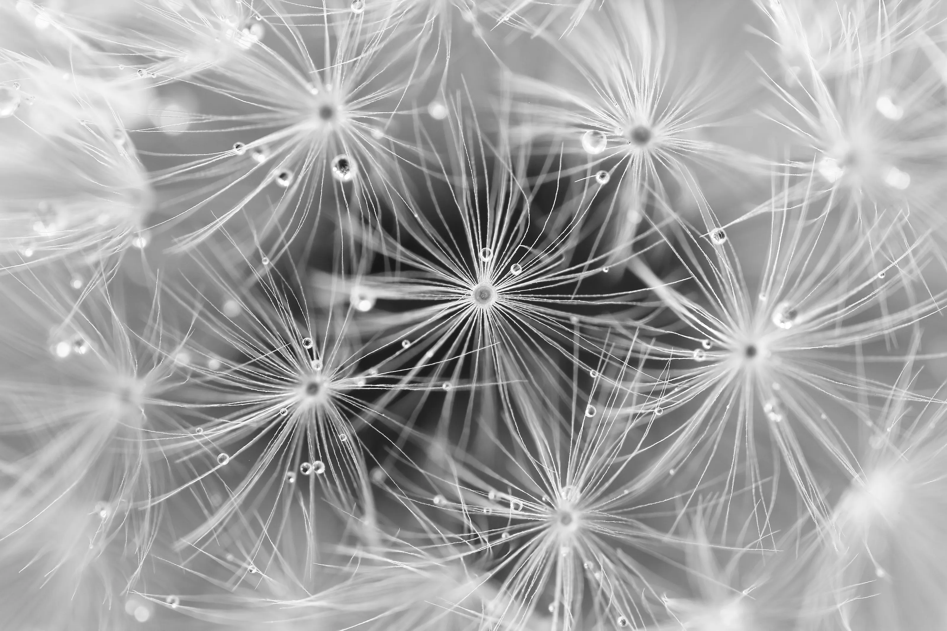 Dewdrops and Dandelions