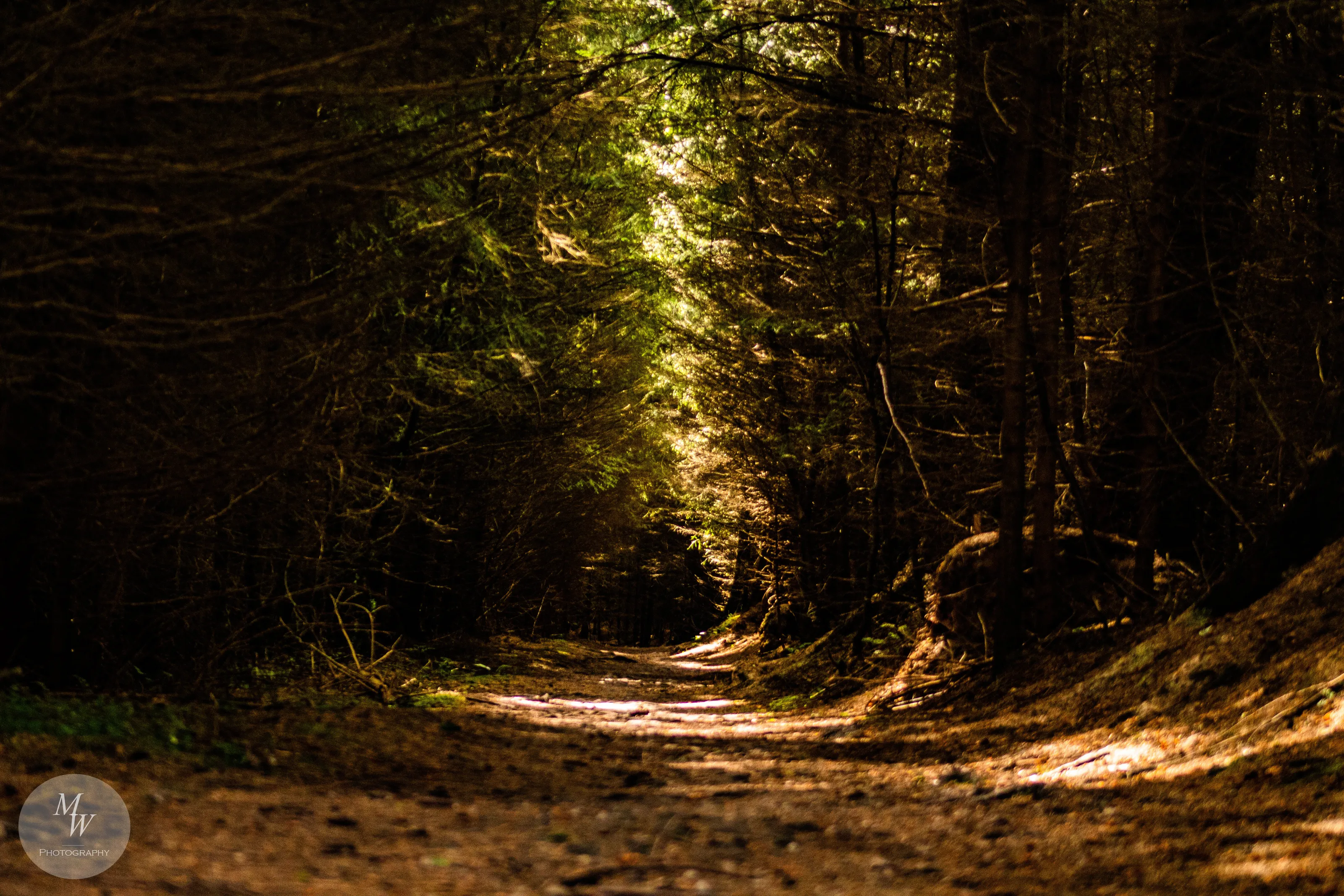 Dark path through Dalby Forest