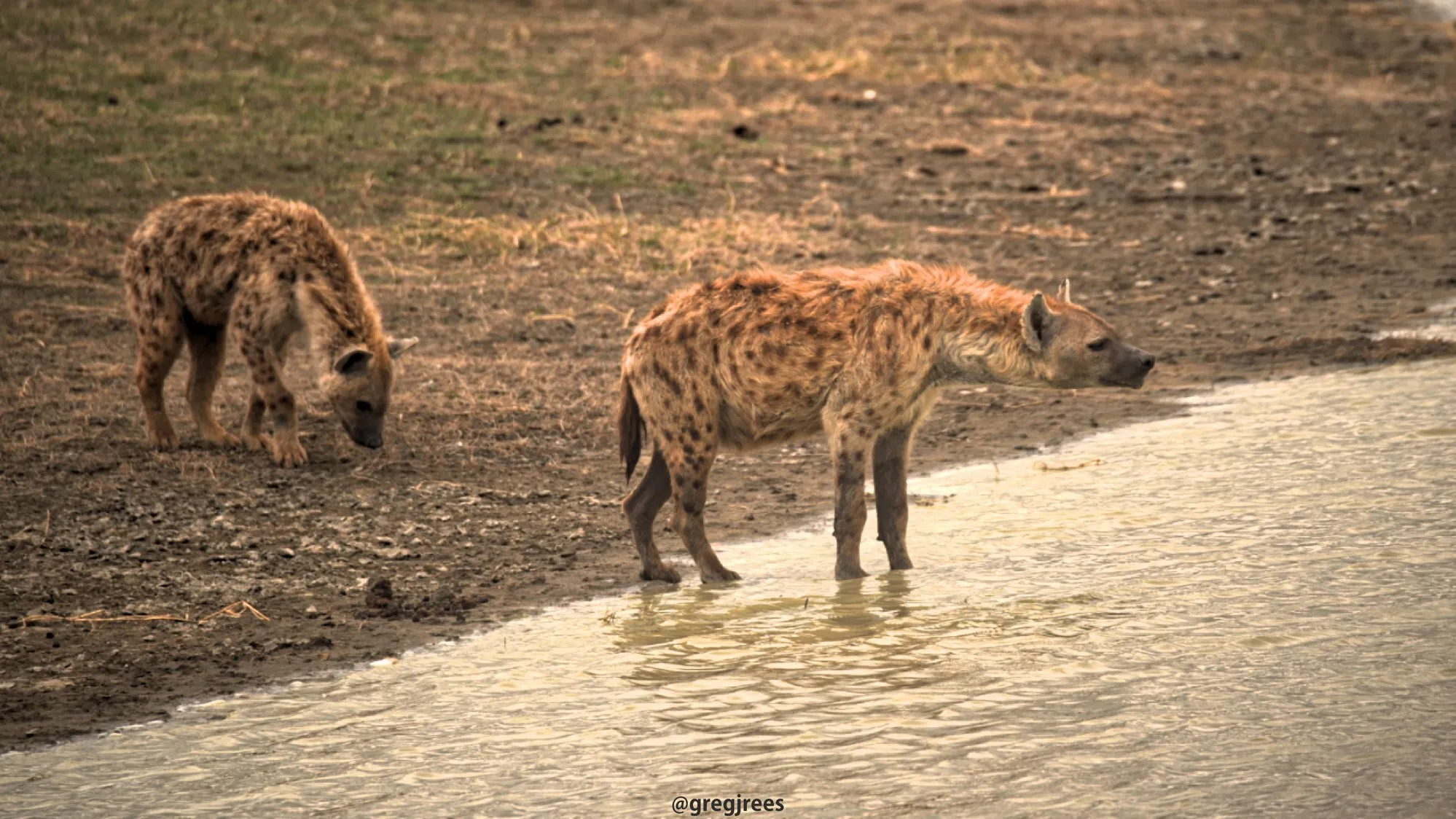 Hyena