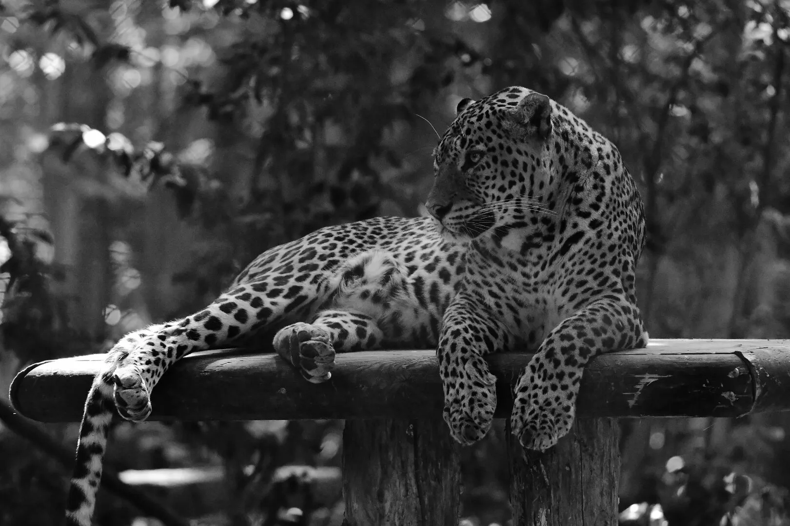 The king guepard