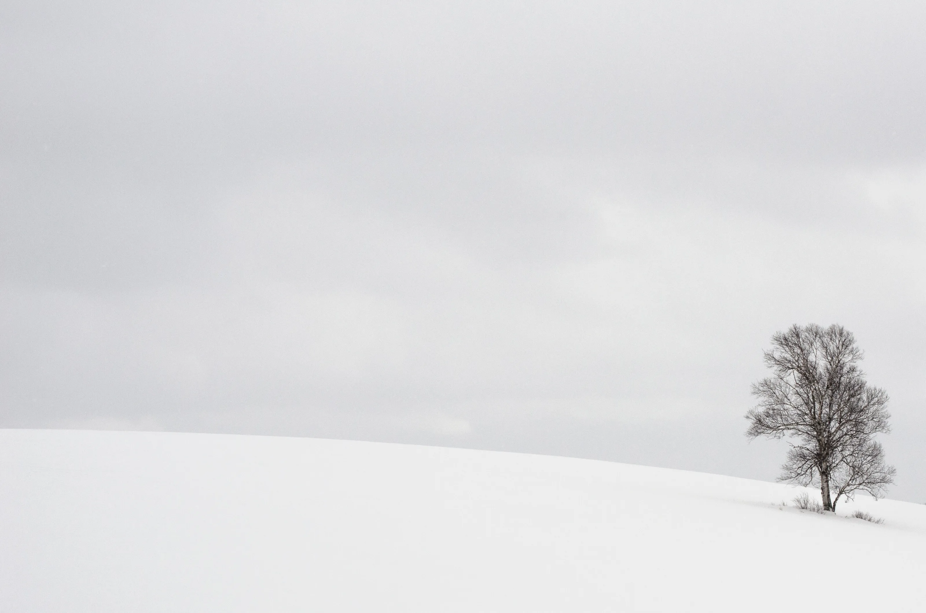 Lonely Tree