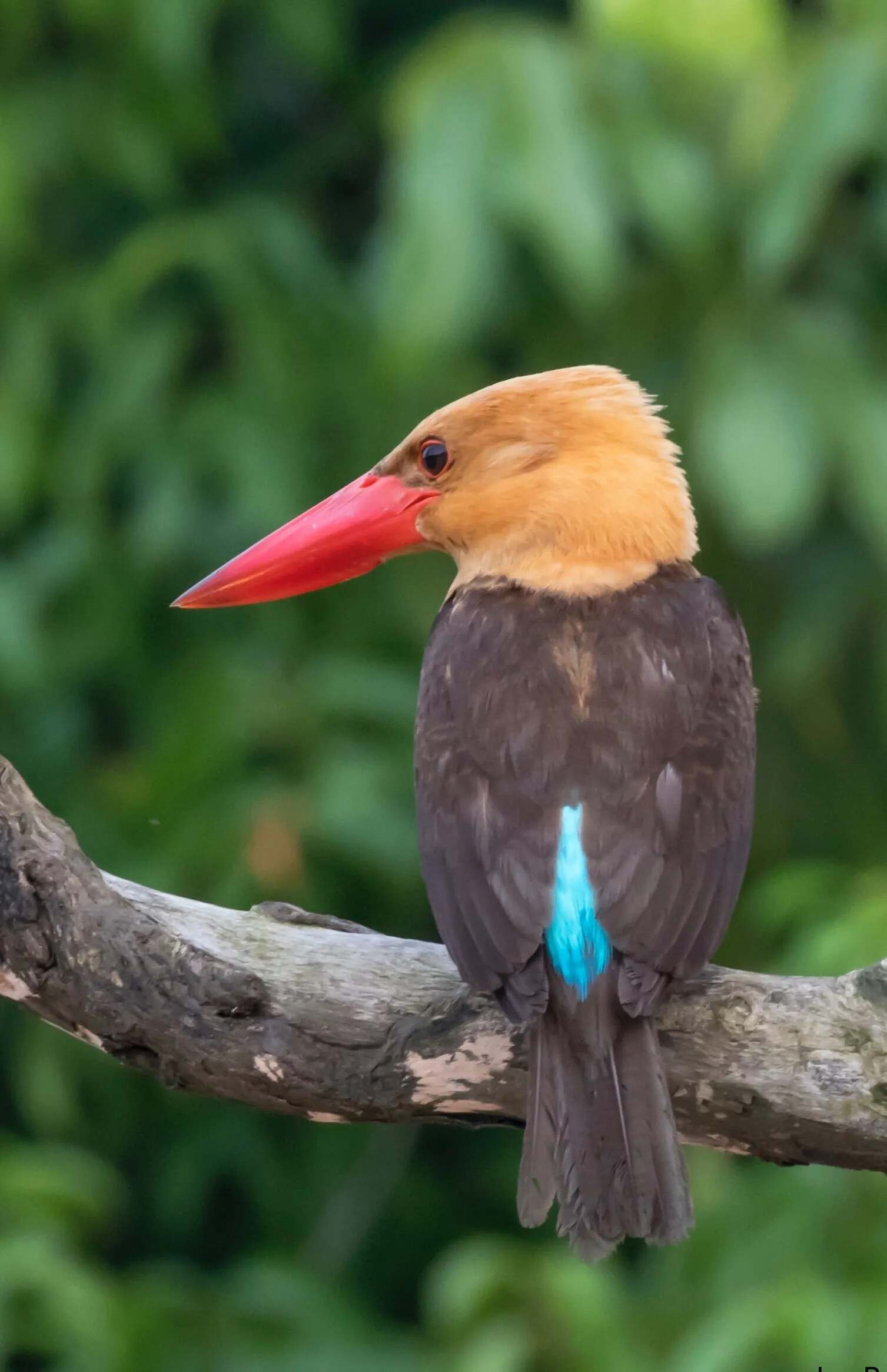 Brown Winged Kingfisher at Bhitarkanika Wildlife Sanctuary