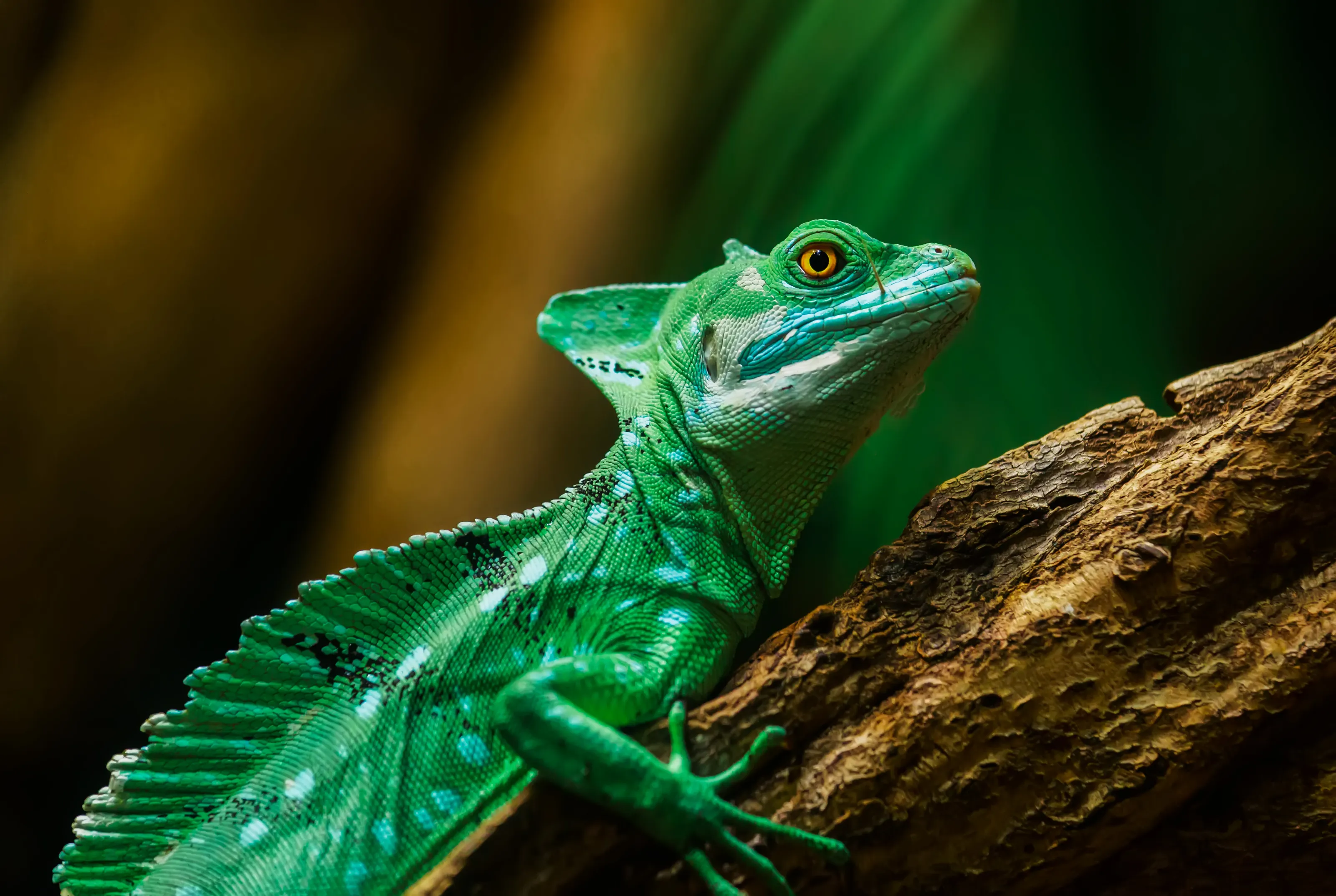 Green Basilisk Lizard