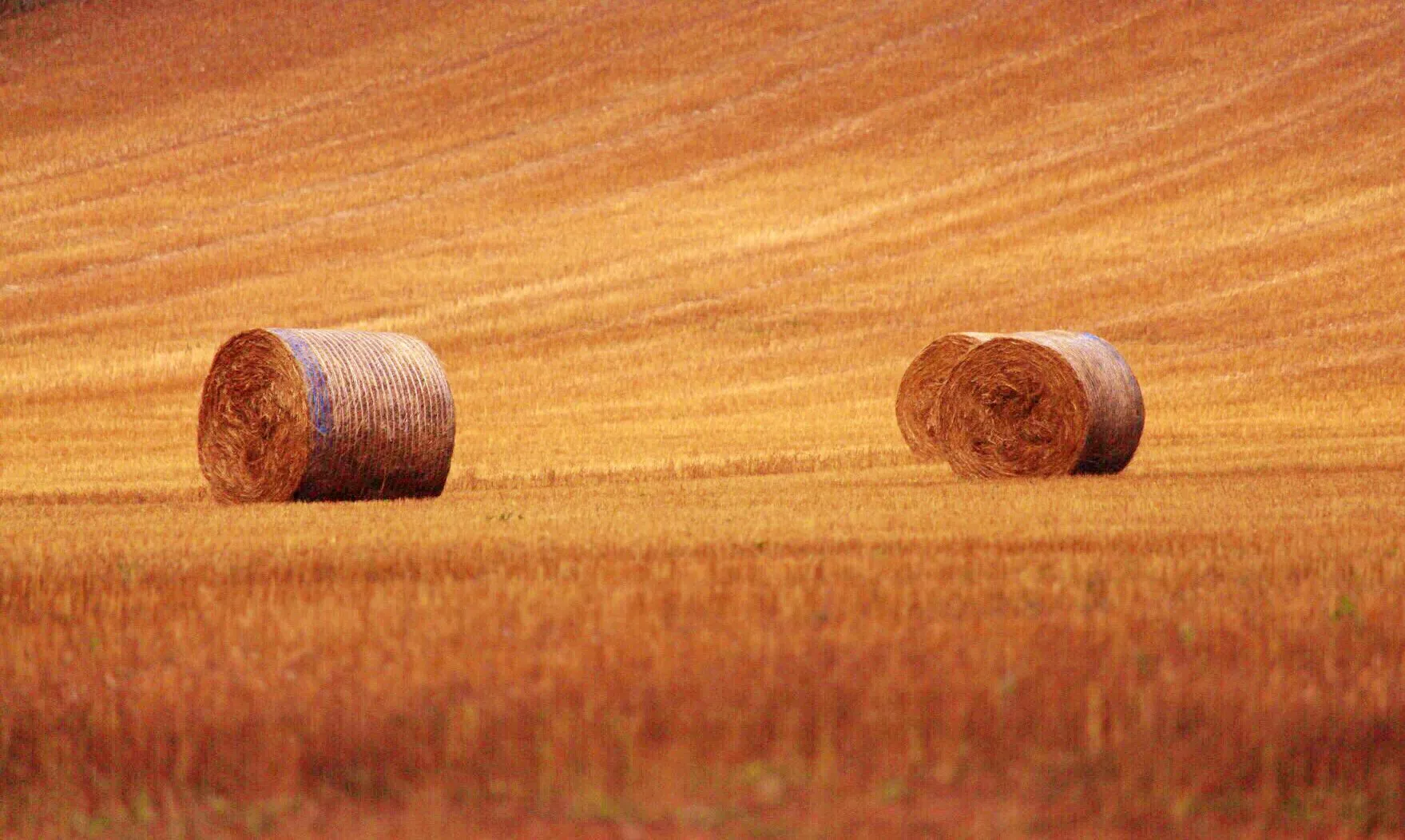 Linseed bales
