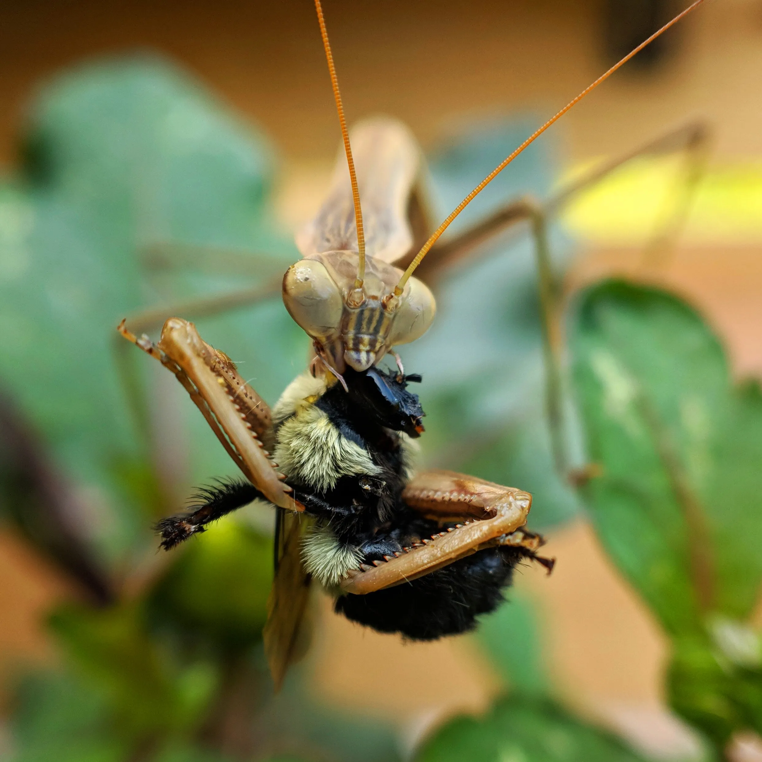 Praying Mantis Eating Bumblebee