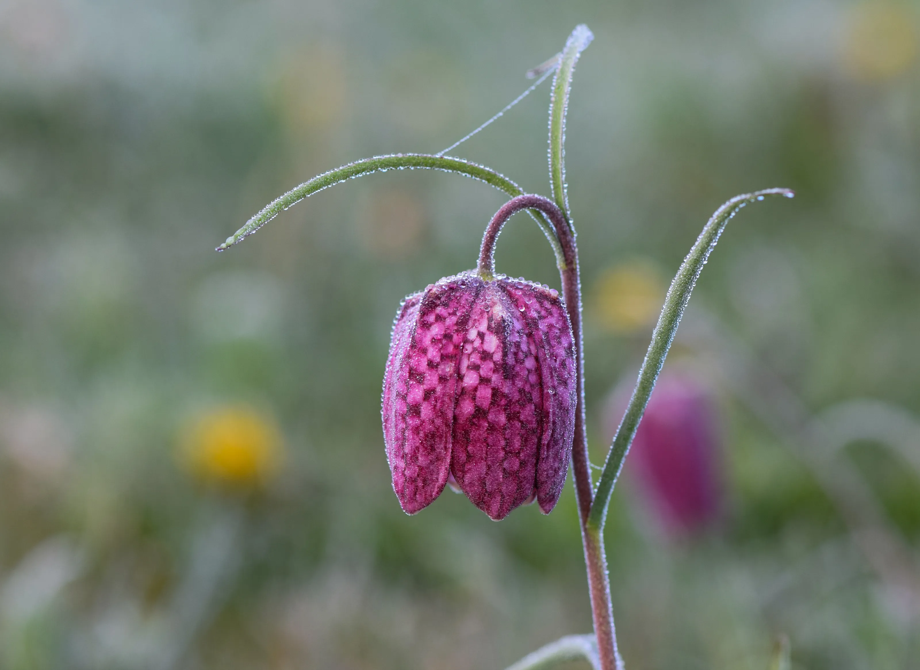 Frosty Fritillary