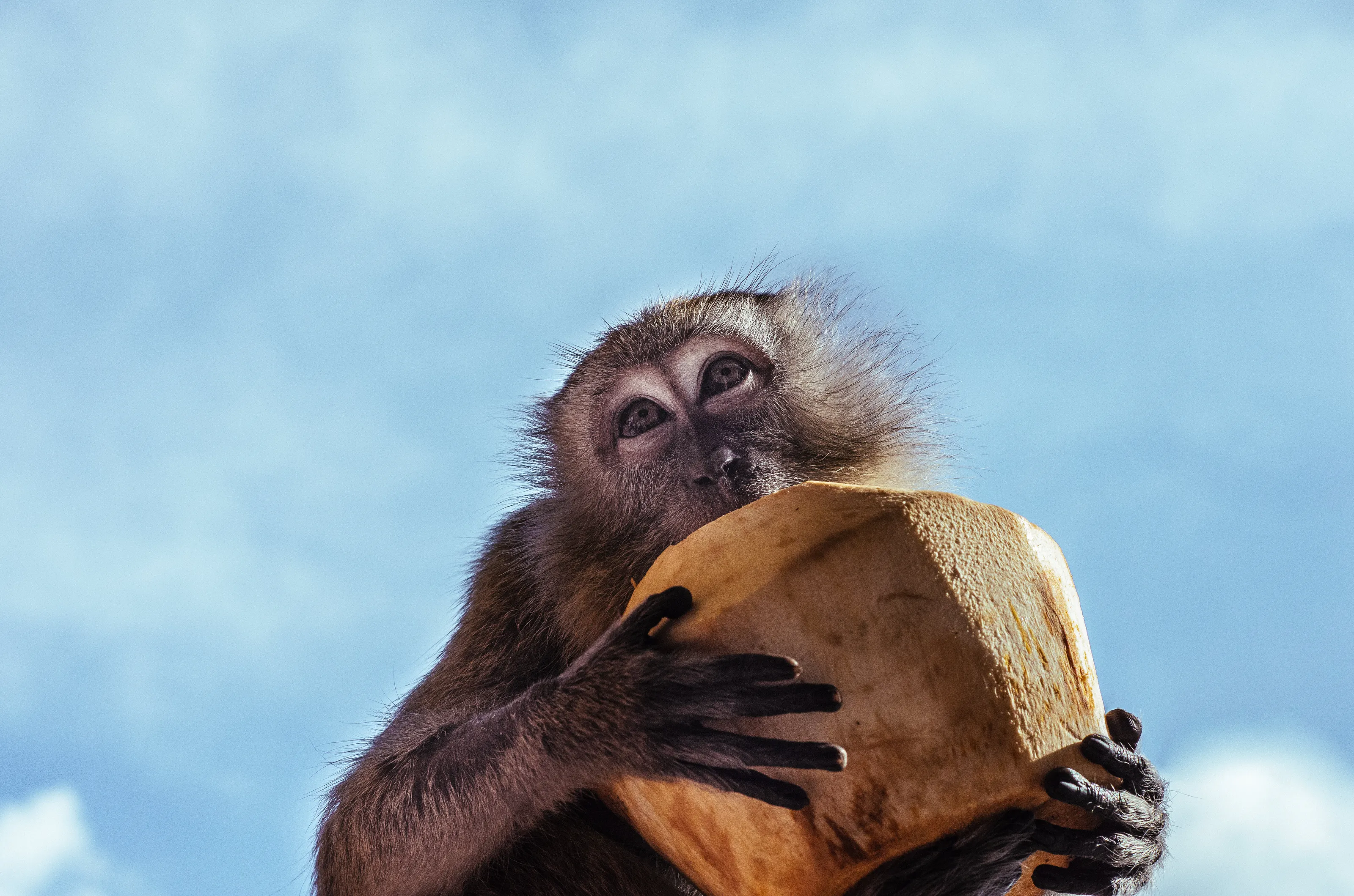 Macaque at Batu Caves