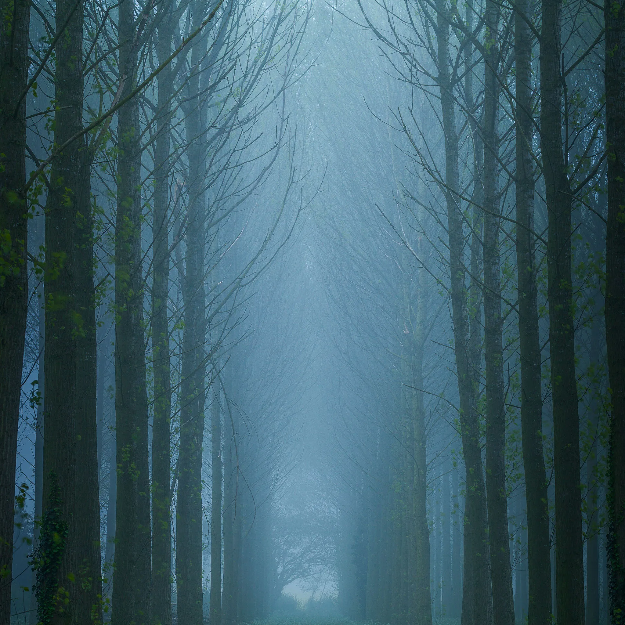 Trees