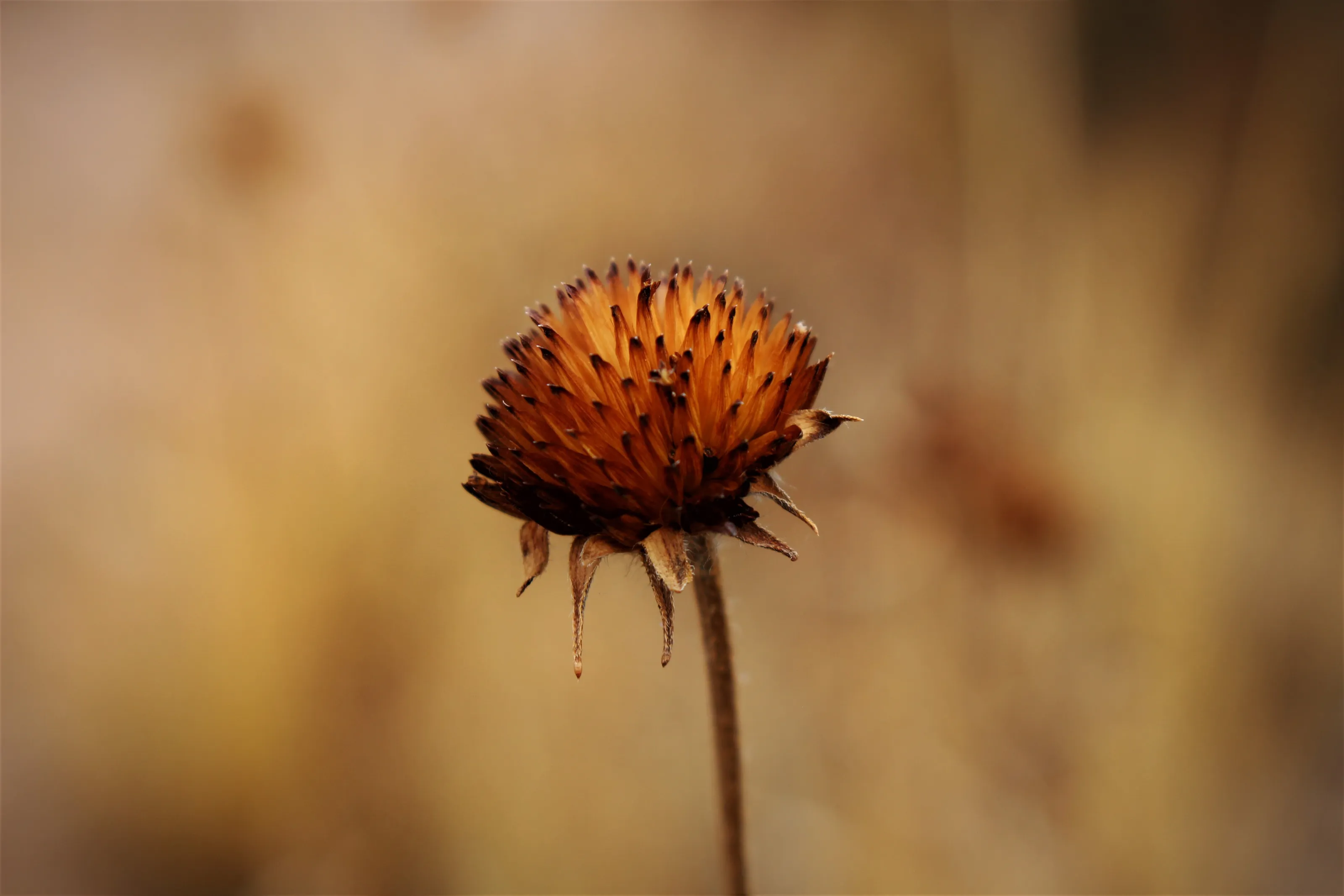 In the Sacred Valley