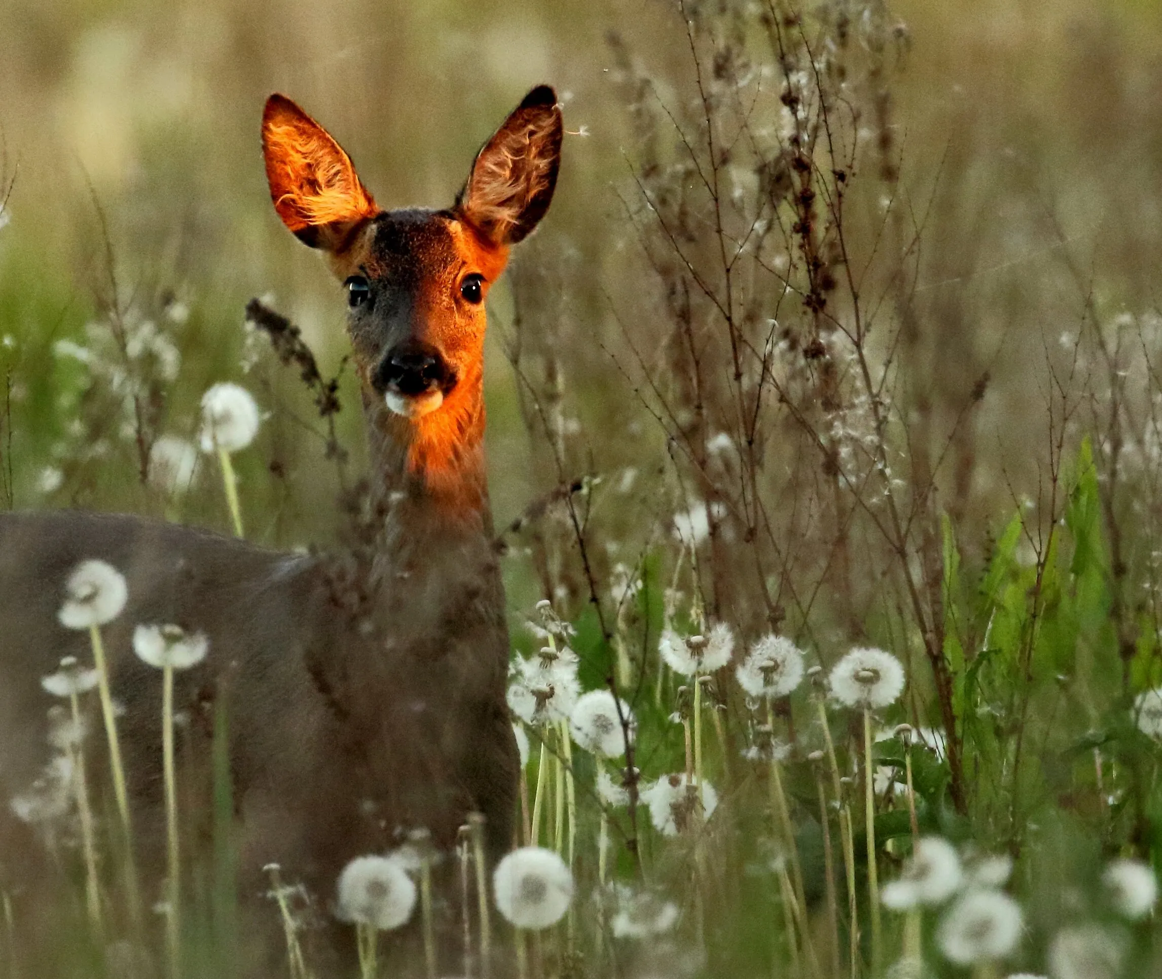 Evening Roe.
