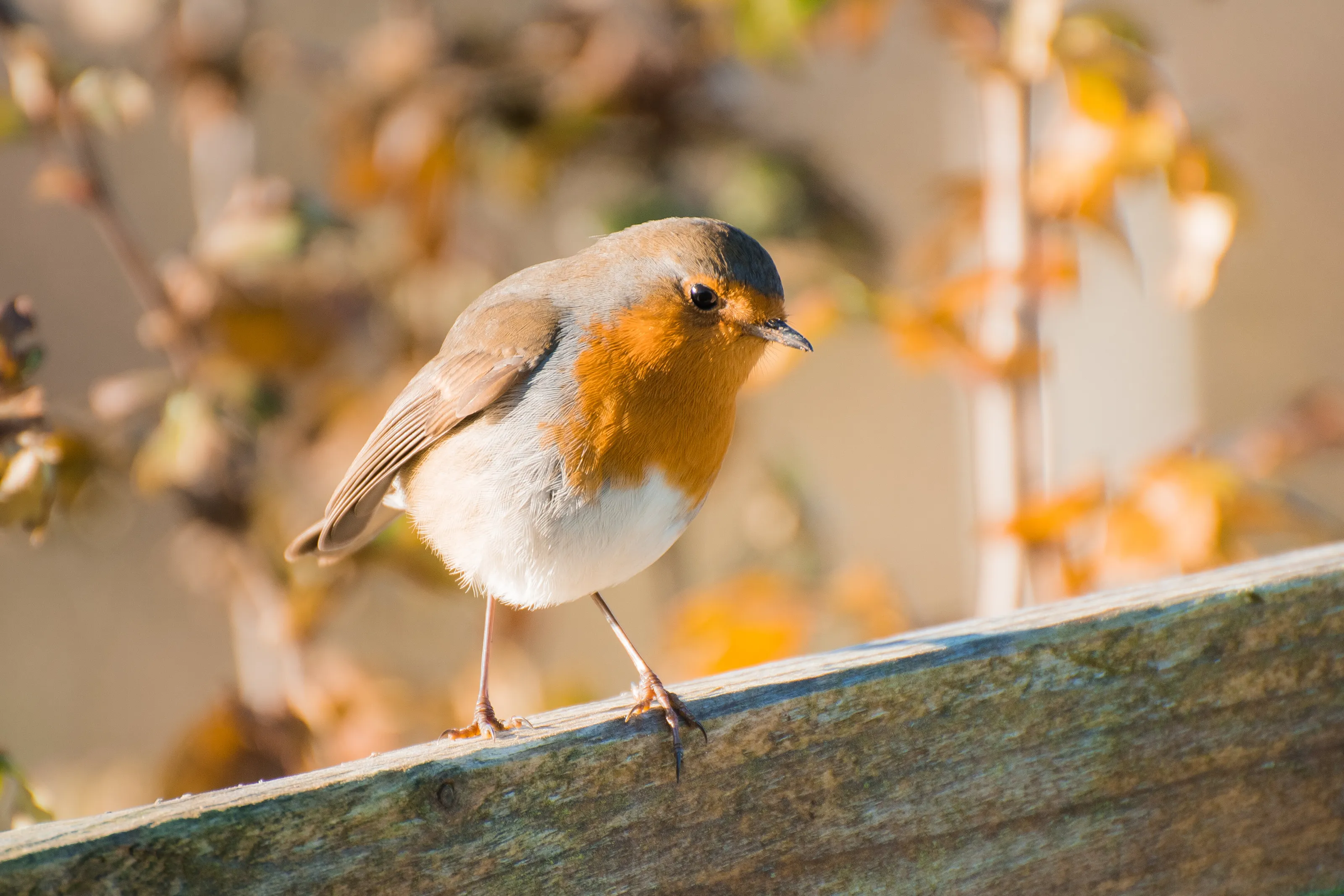 Robin