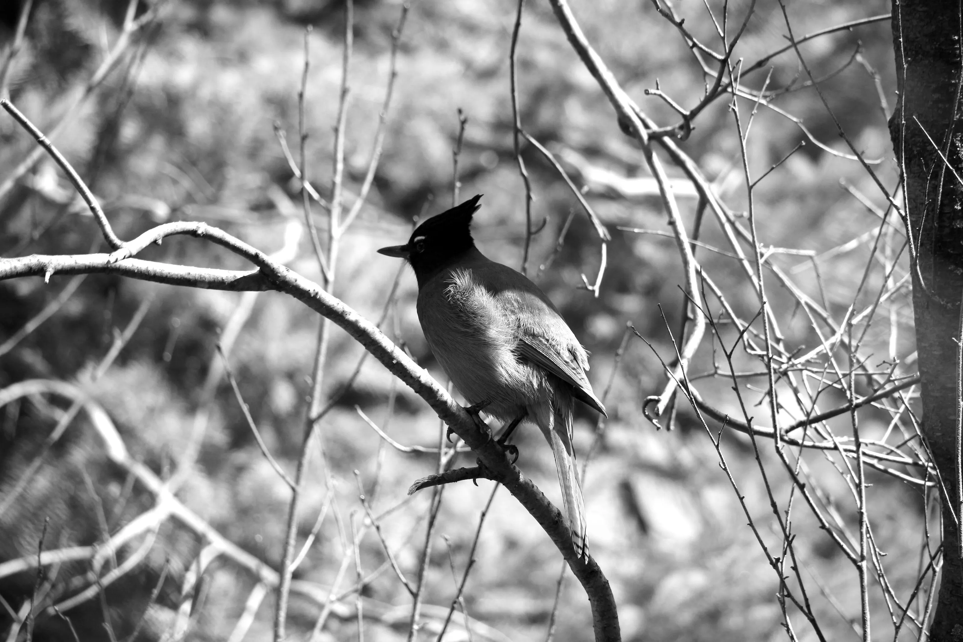 Blue Jay Bird